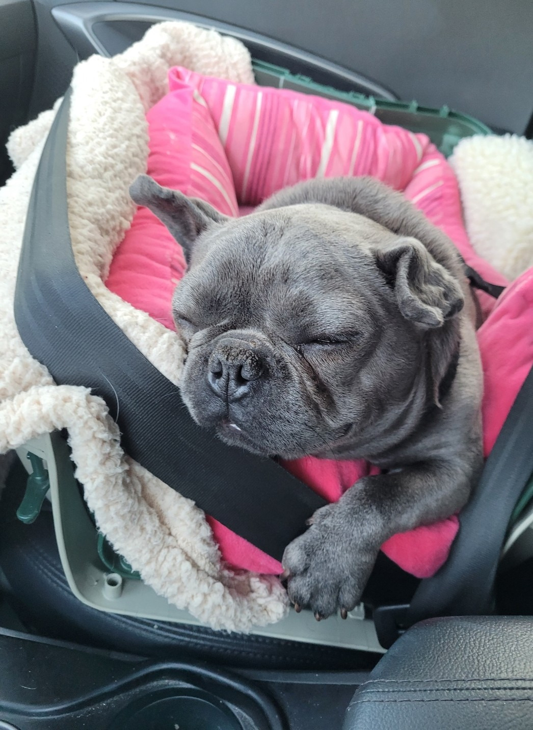 HELP SAVE BOGLIN'S LIFE! HE NEEDS YOUR HELP & HE'S WORTH IT! campaign photo, 4 of 8