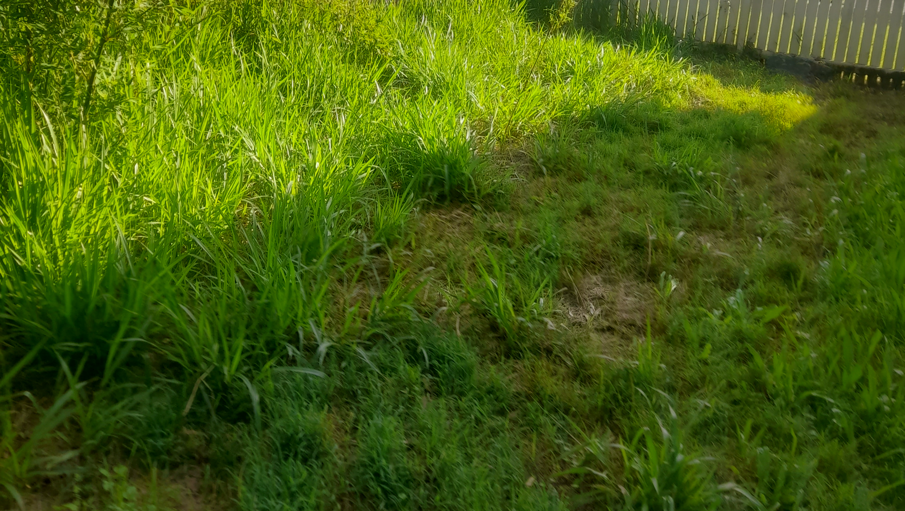 To start a lawn mowing, landscaping,cleaning ecr photo