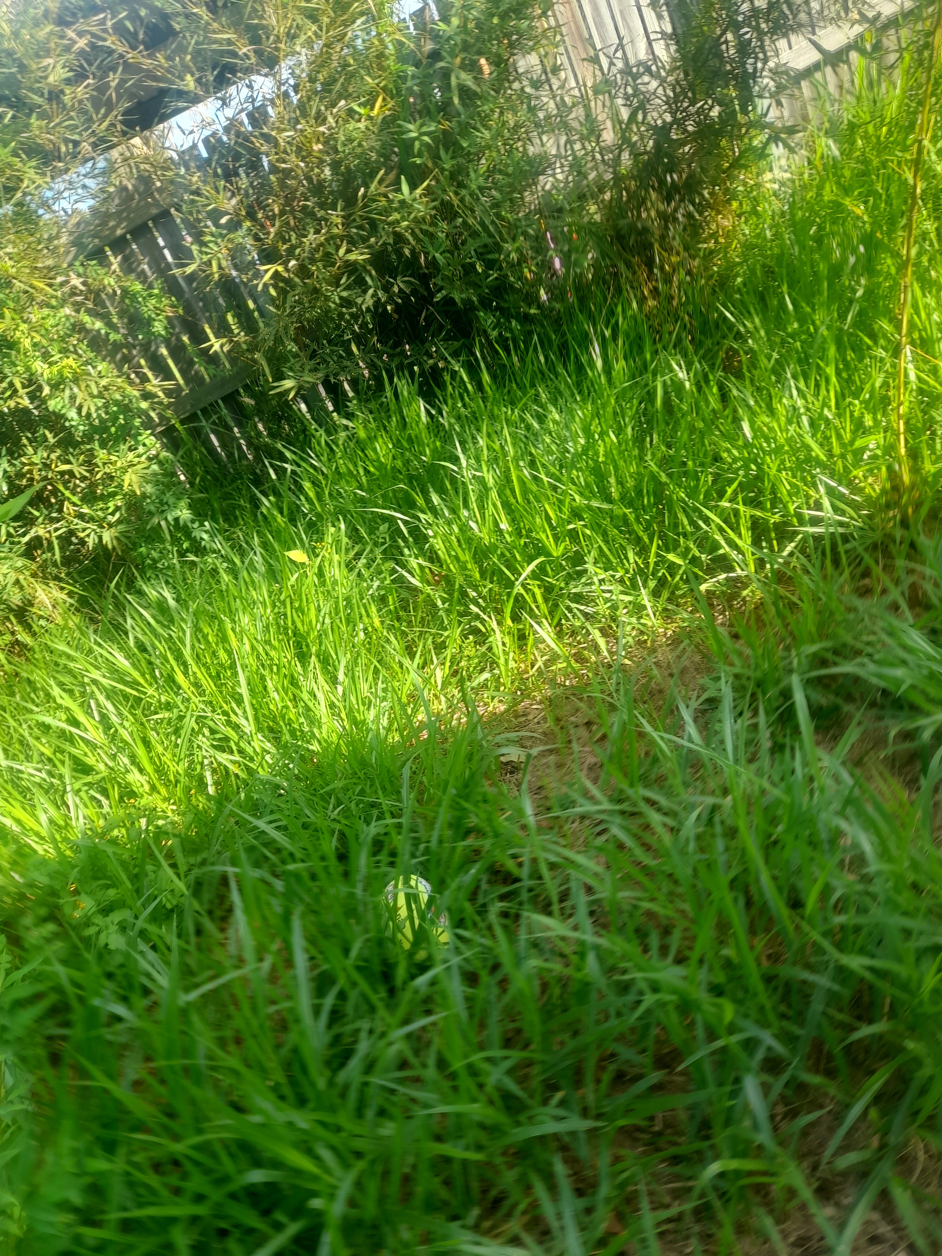 To start a lawn mowing, landscaping,cleaning ecr campaign photo, 4 of 7