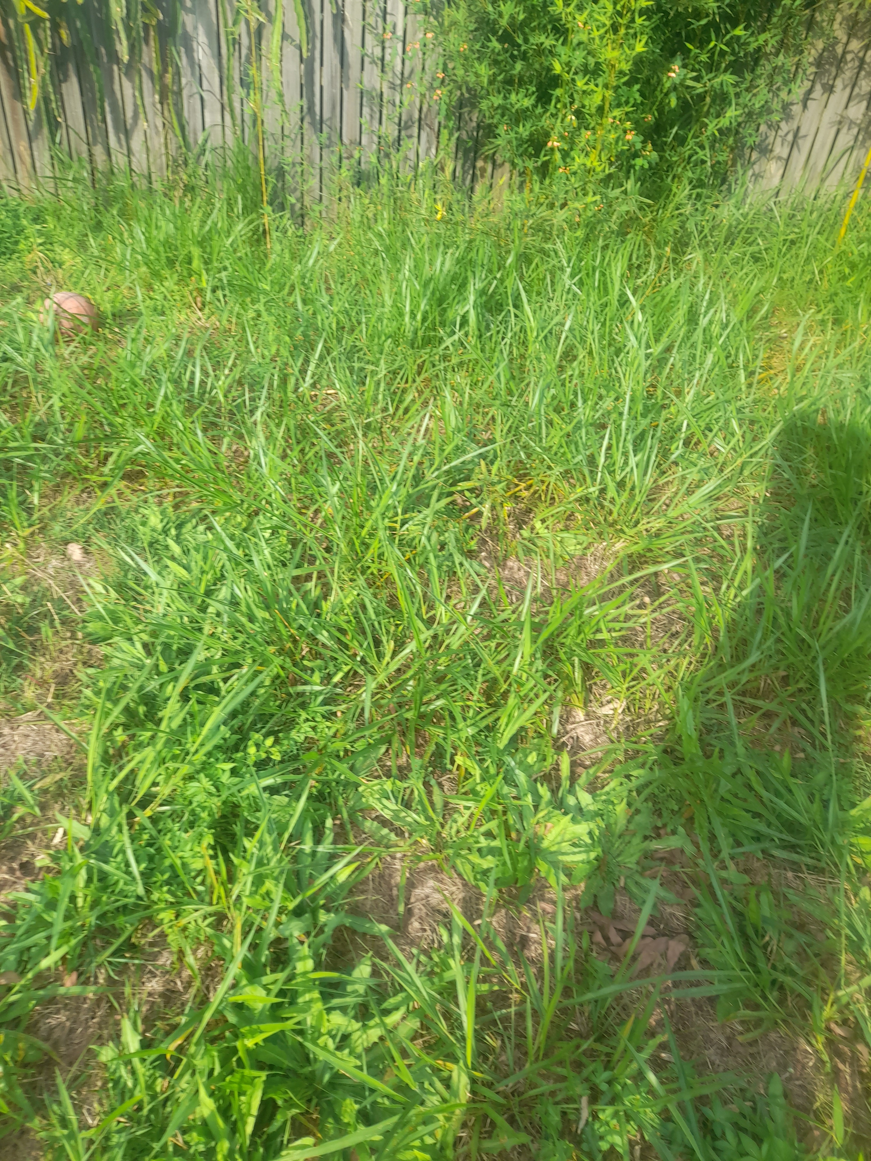 To start a lawn mowing, landscaping,cleaning ecr campaign photo, 5 of 7