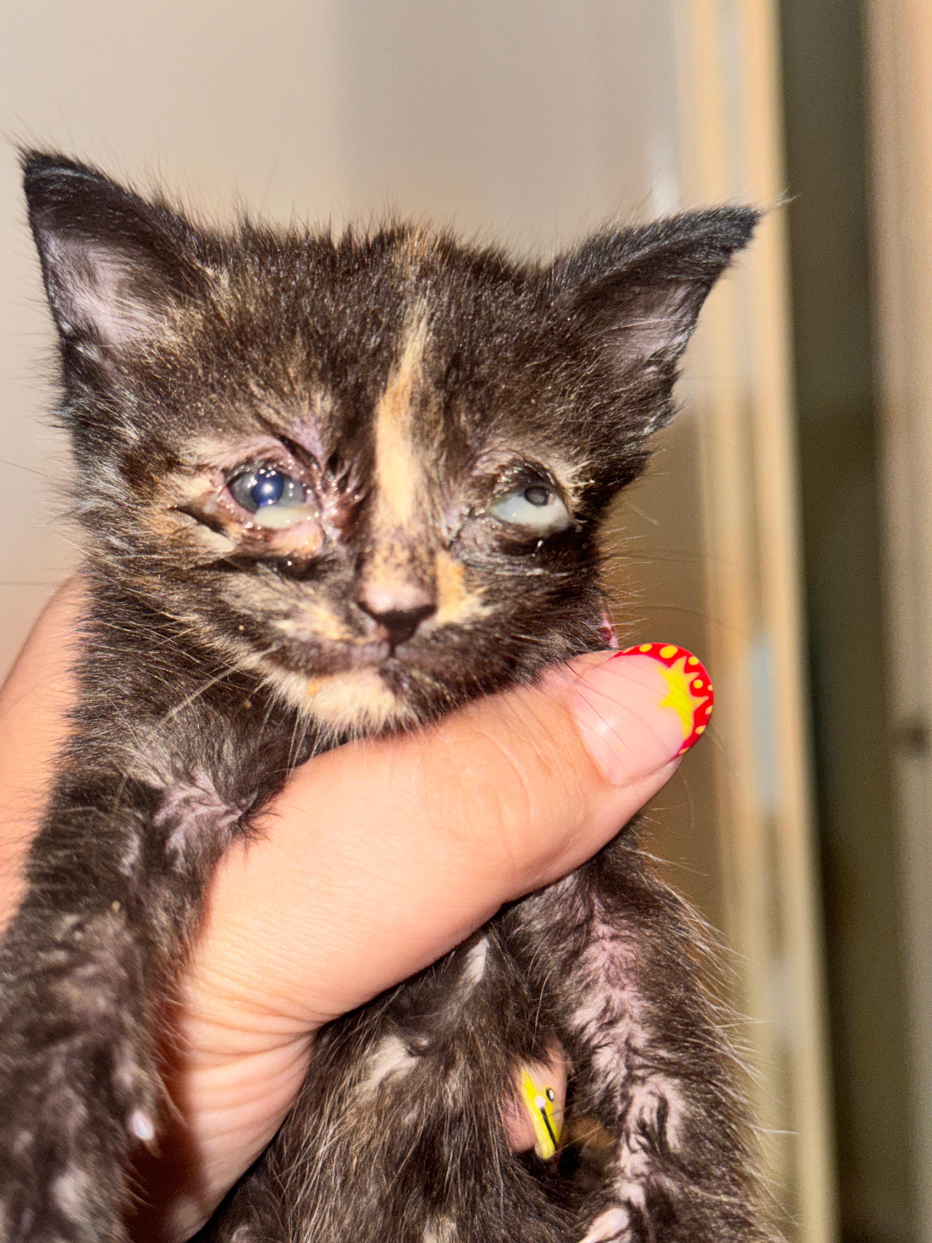 Emergency Kitten Rescue Vet Fund campaign photo, 2 of 4
