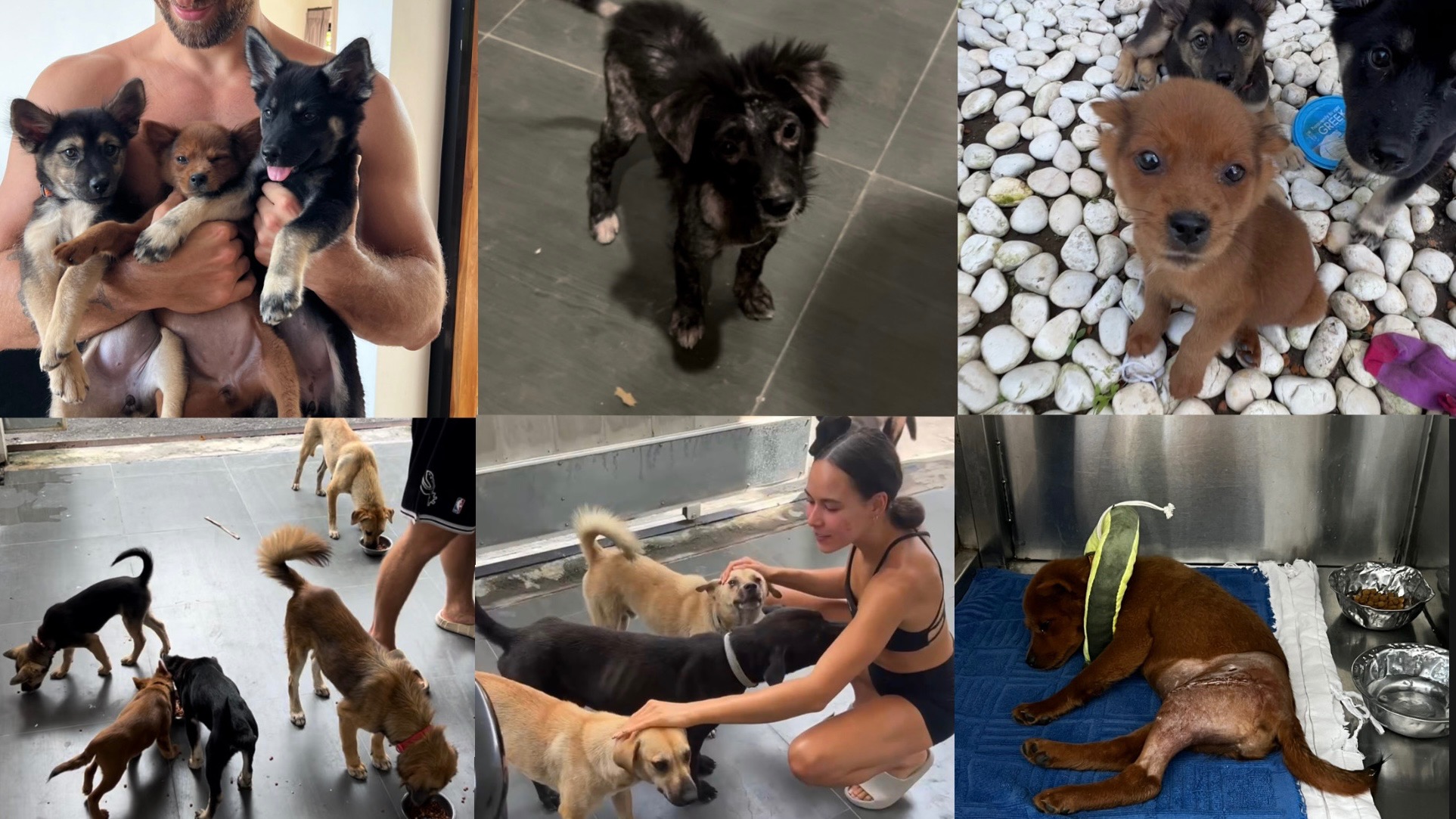 Food & Treatment for Bali Street Dogs campaign photo, 2 of 4