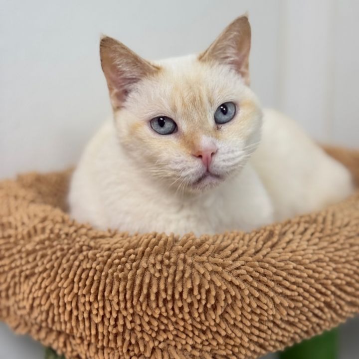 Help The Cattery Cat Shelter Continue Their Life-Saving Work campaign photo, 7 of 8