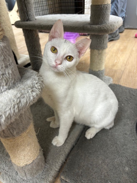 Help The Cattery Cat Shelter Continue Their Life-Saving Work campaign photo, 2 of 8