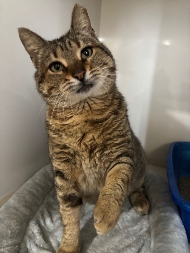 Help The Cattery Cat Shelter Continue Their Life-Saving Work campaign photo, 5 of 8