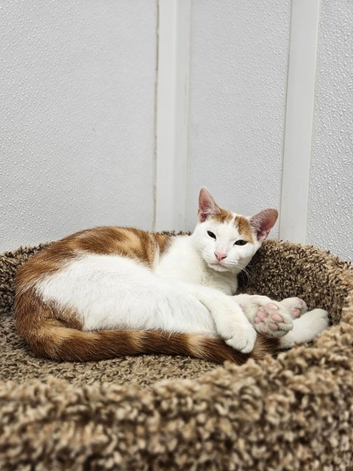 Help The Cattery Cat Shelter Continue Their Life-Saving Work campaign photo, 6 of 8