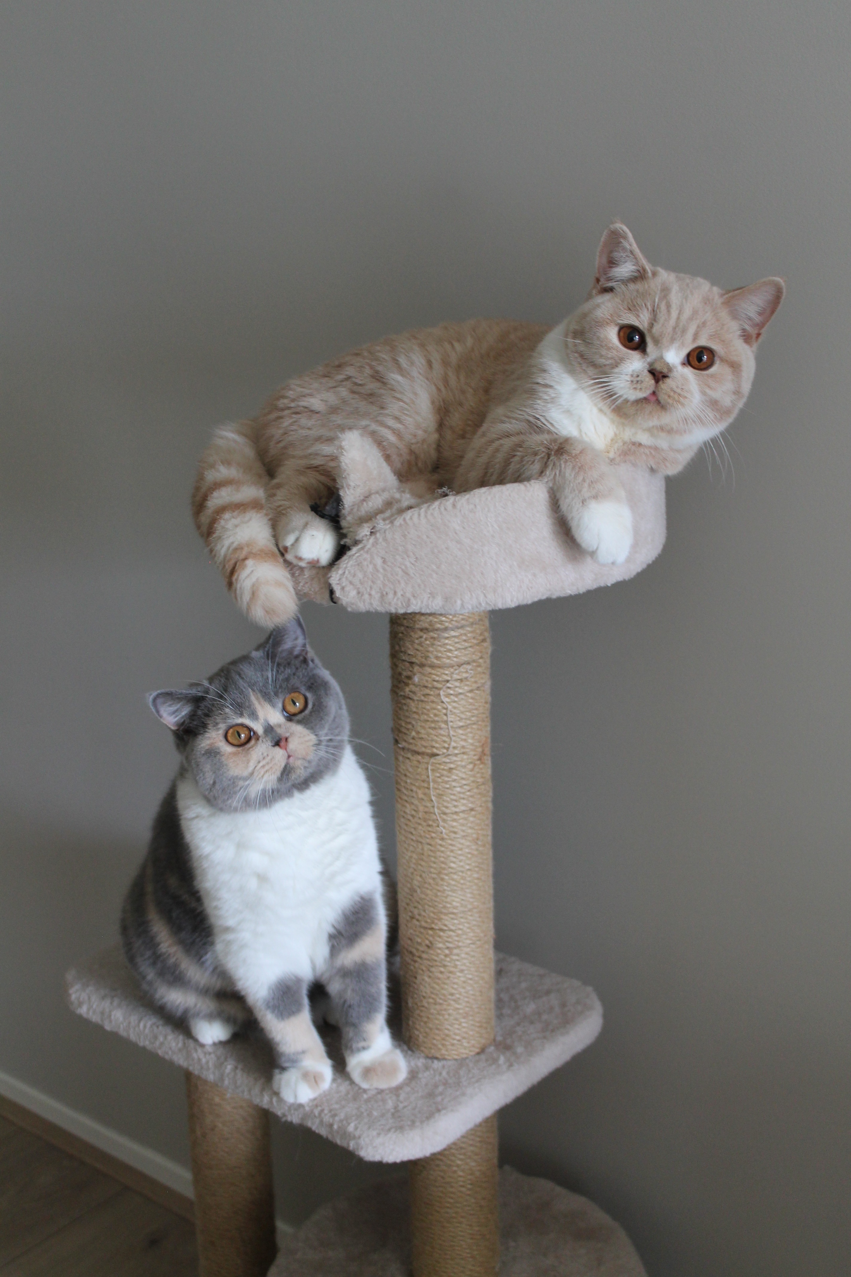Wij geven Simba een kans - jij ook? campaign photo, 2 of 8