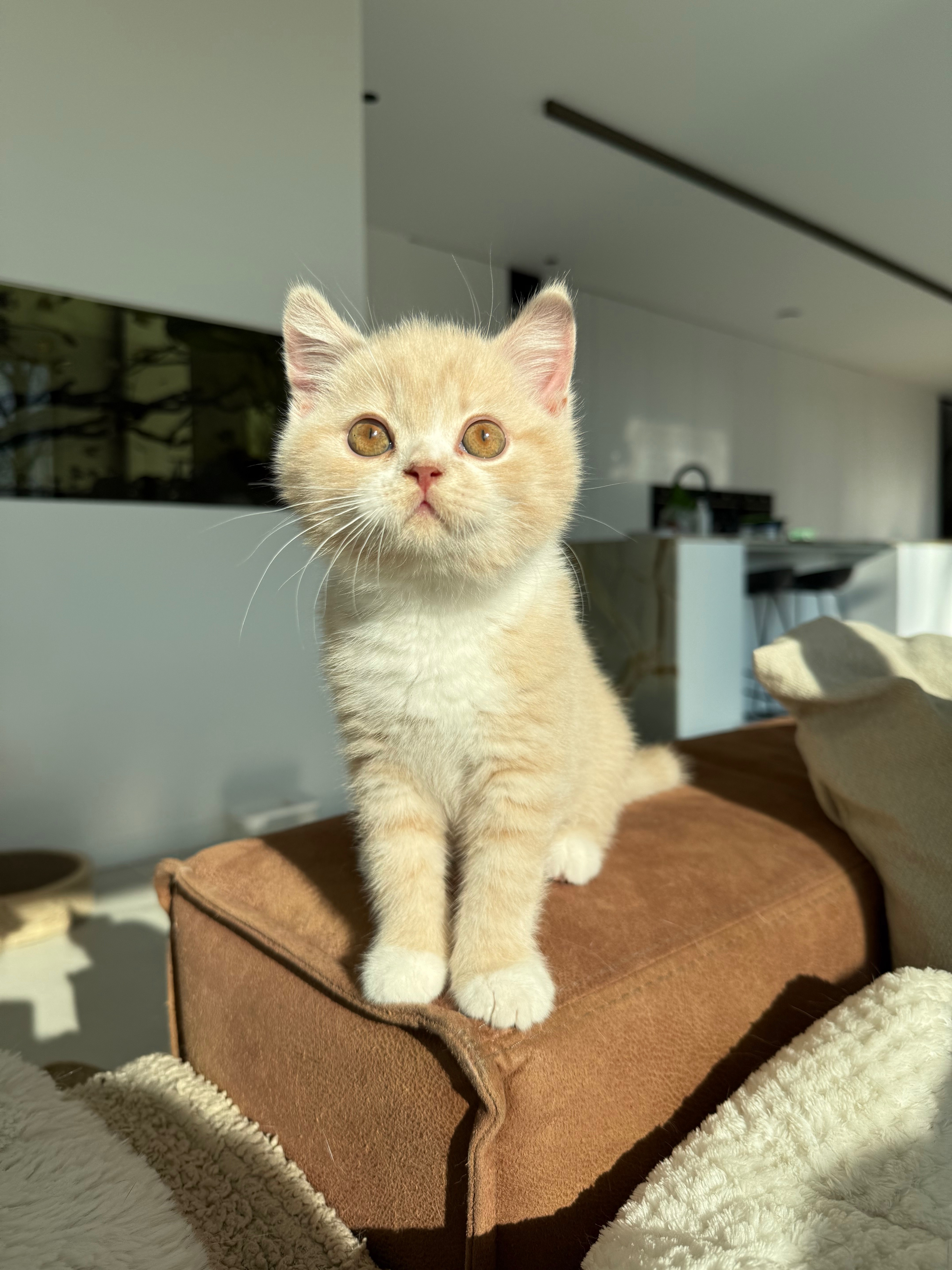 Wij geven Simba een kans - jij ook? campaign photo, 5 of 8