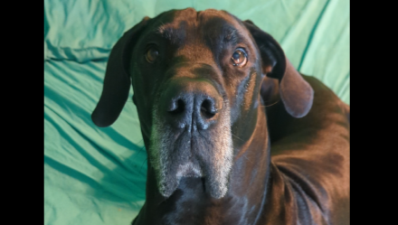 Help Shadow Find A Home & Change The World; (Y)our Story photo