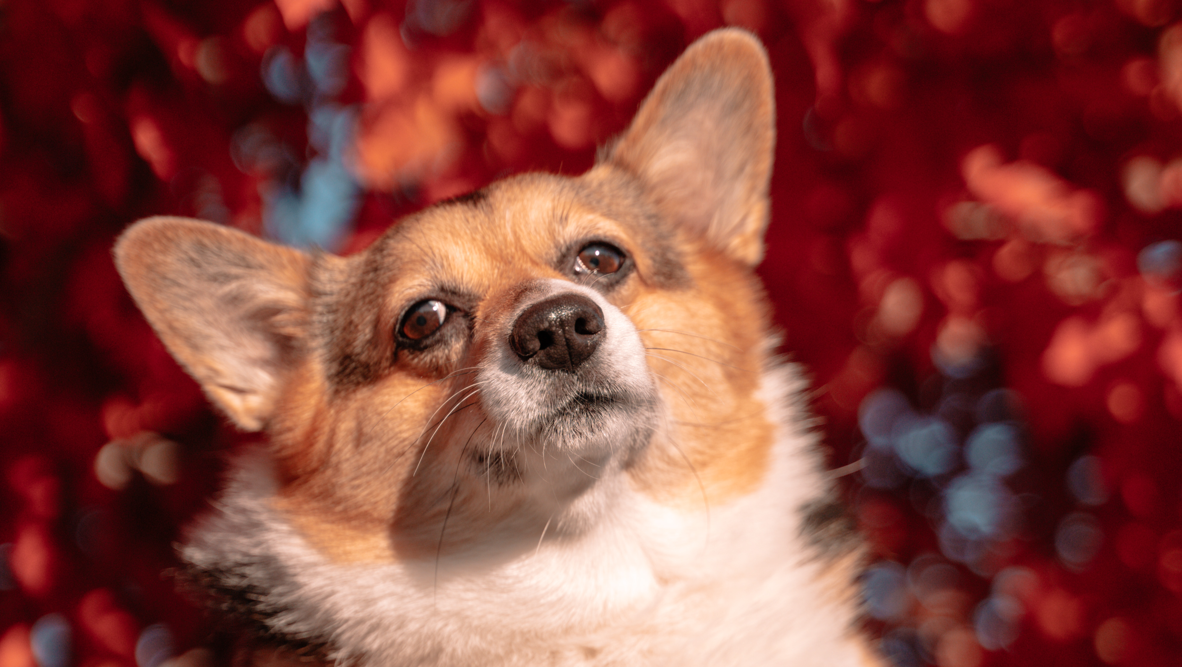 Help Minnie Moose the Corgi Beat Lymphoma