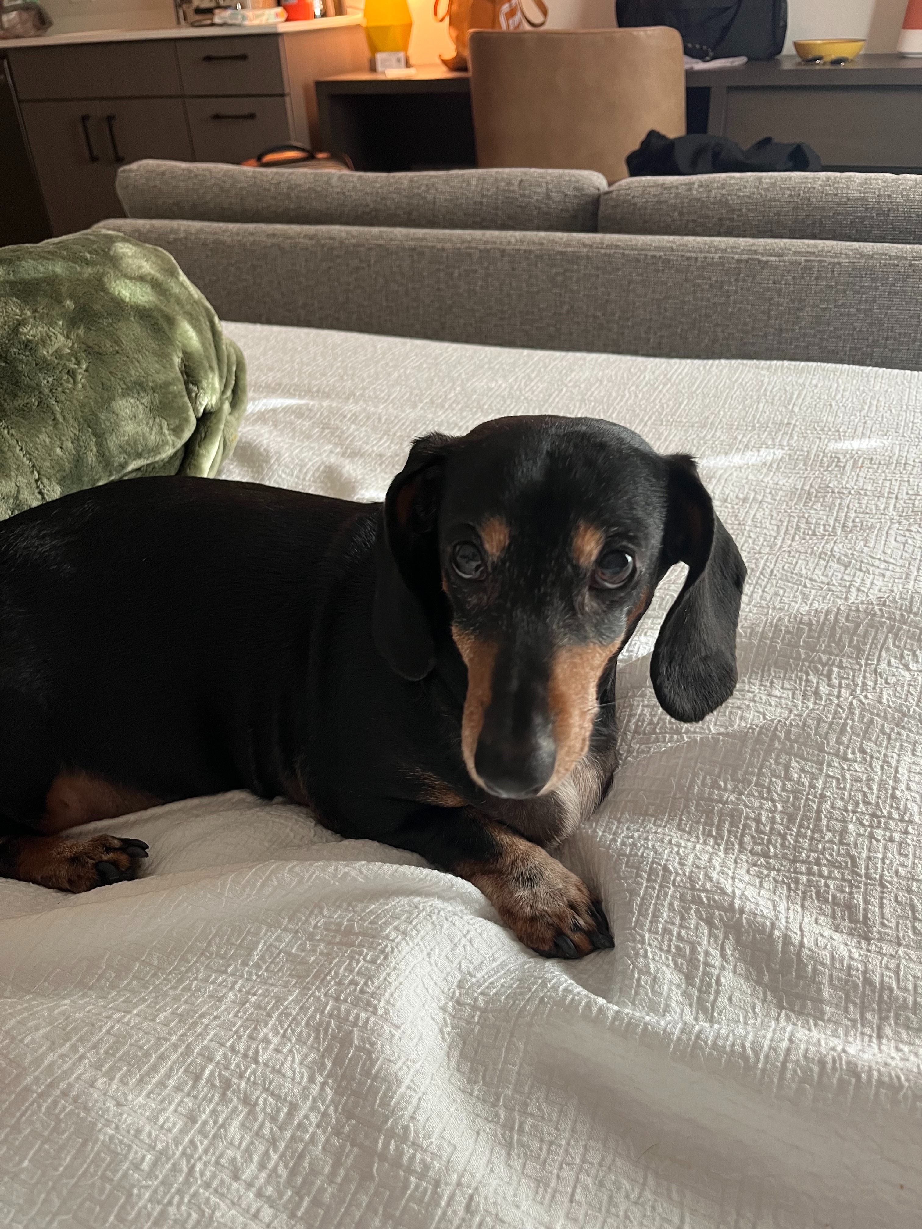 Save Slinky's Life: Urgent Dental Surgery campaign photo, 7 of 8