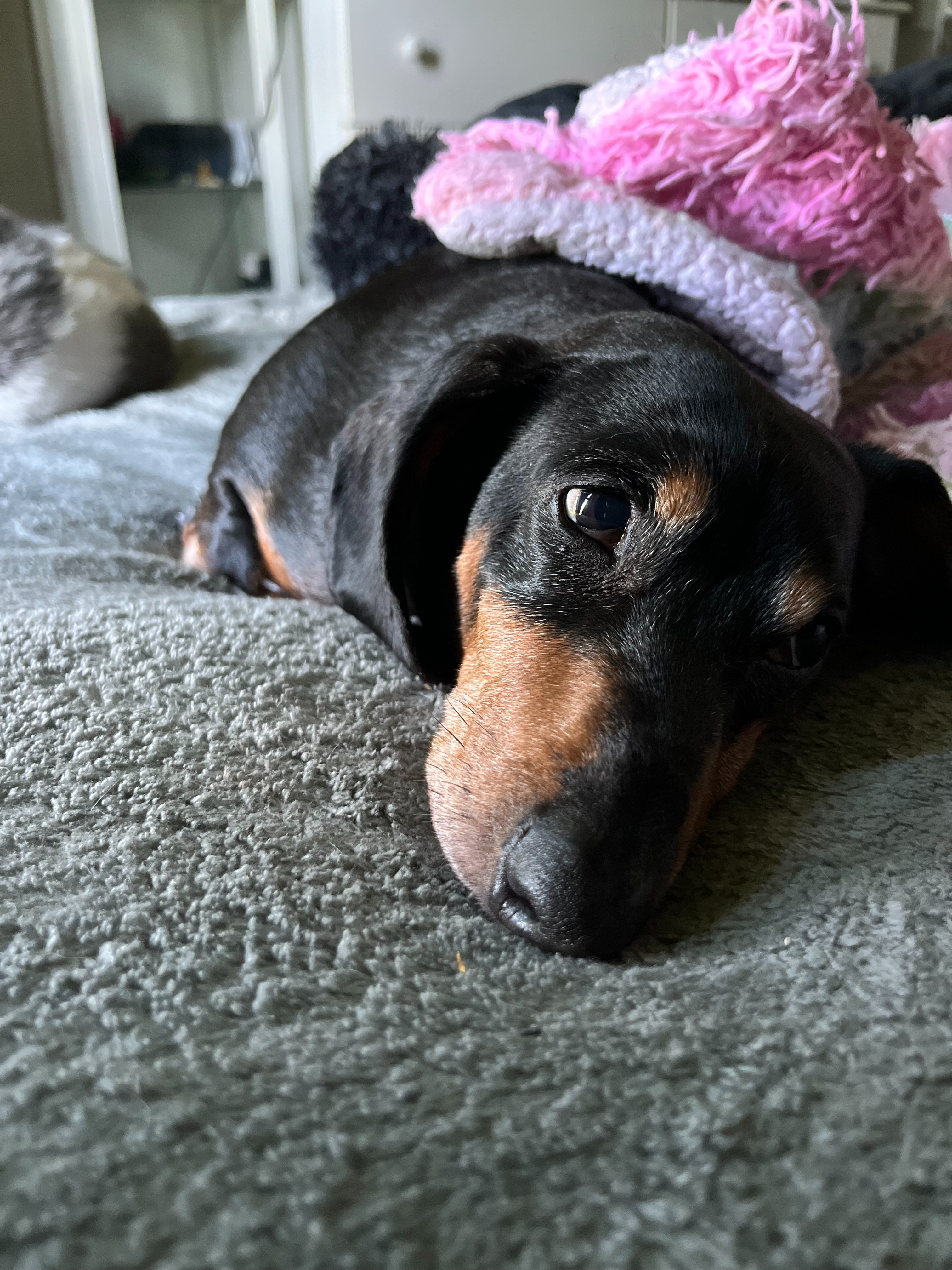 Save Slinky's Life: Urgent Dental Surgery campaign photo, 2 of 8