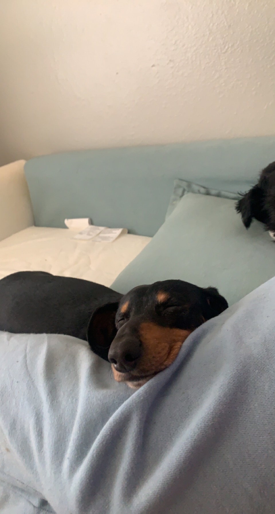 Save Slinky's Life: Urgent Dental Surgery campaign photo, 4 of 8