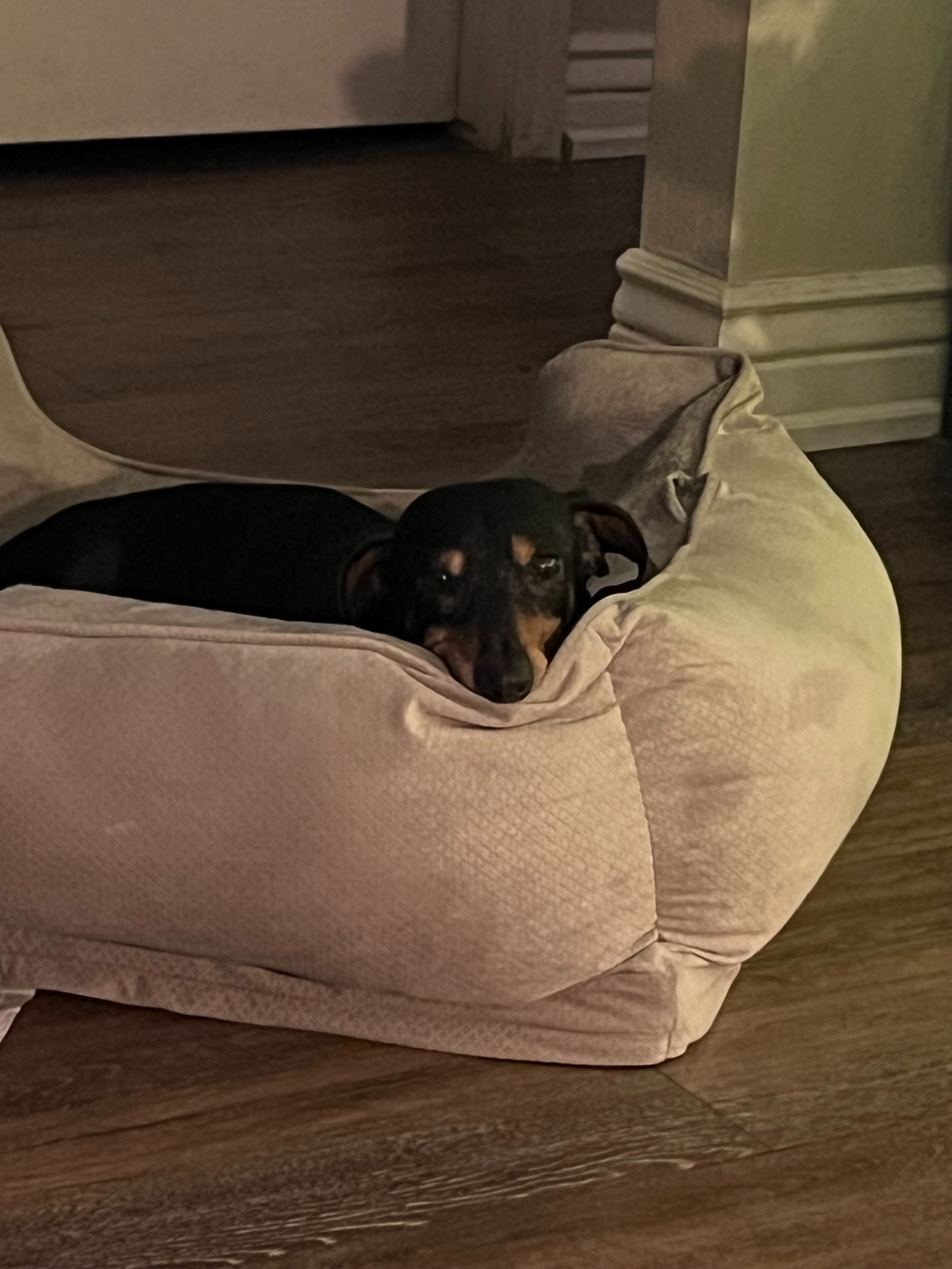 Save Slinky's Life: Urgent Dental Surgery campaign photo, 6 of 8