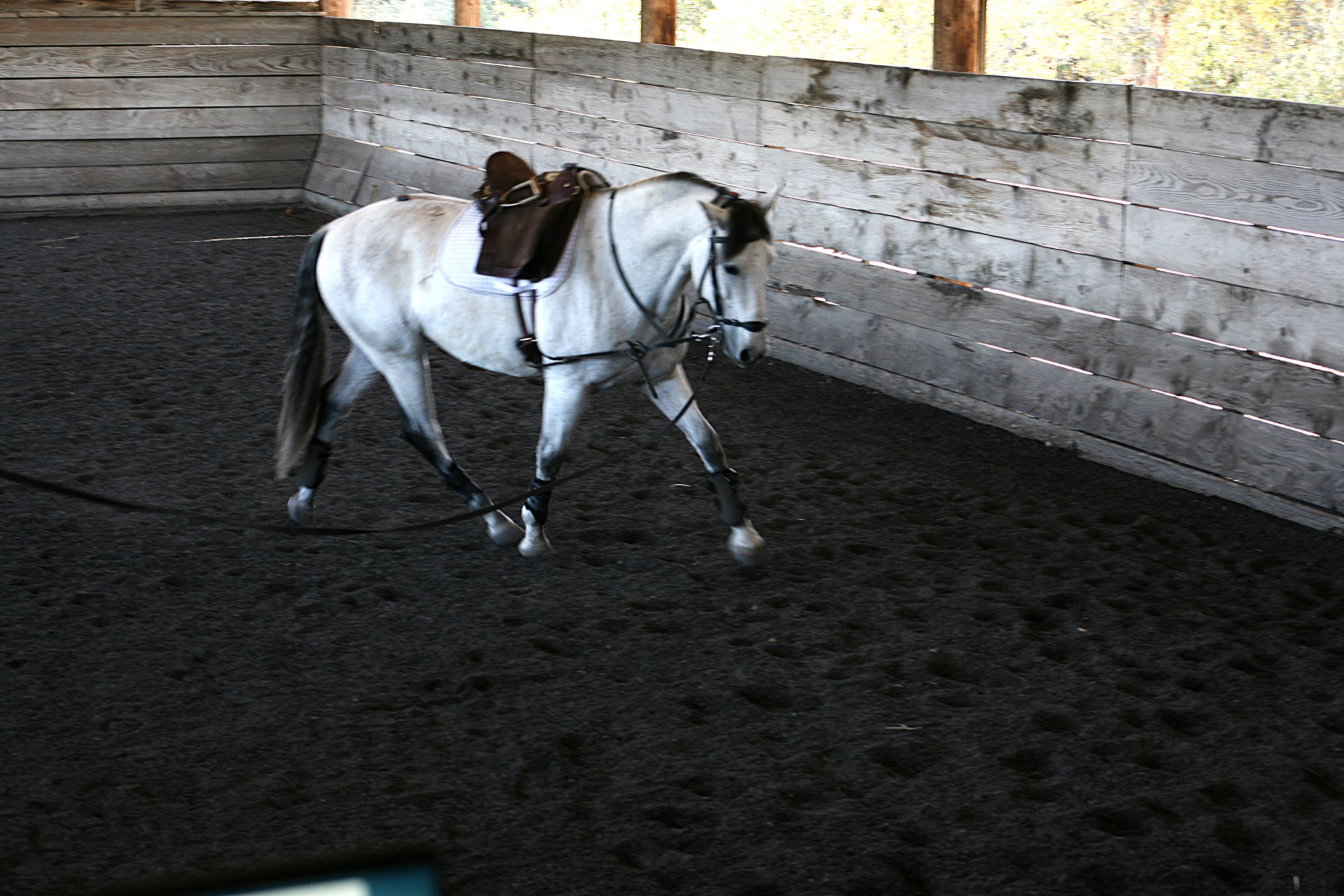 EquiPhysics, a 501(c)(3) that combines horses and STEM campaign photo, 2 of 4