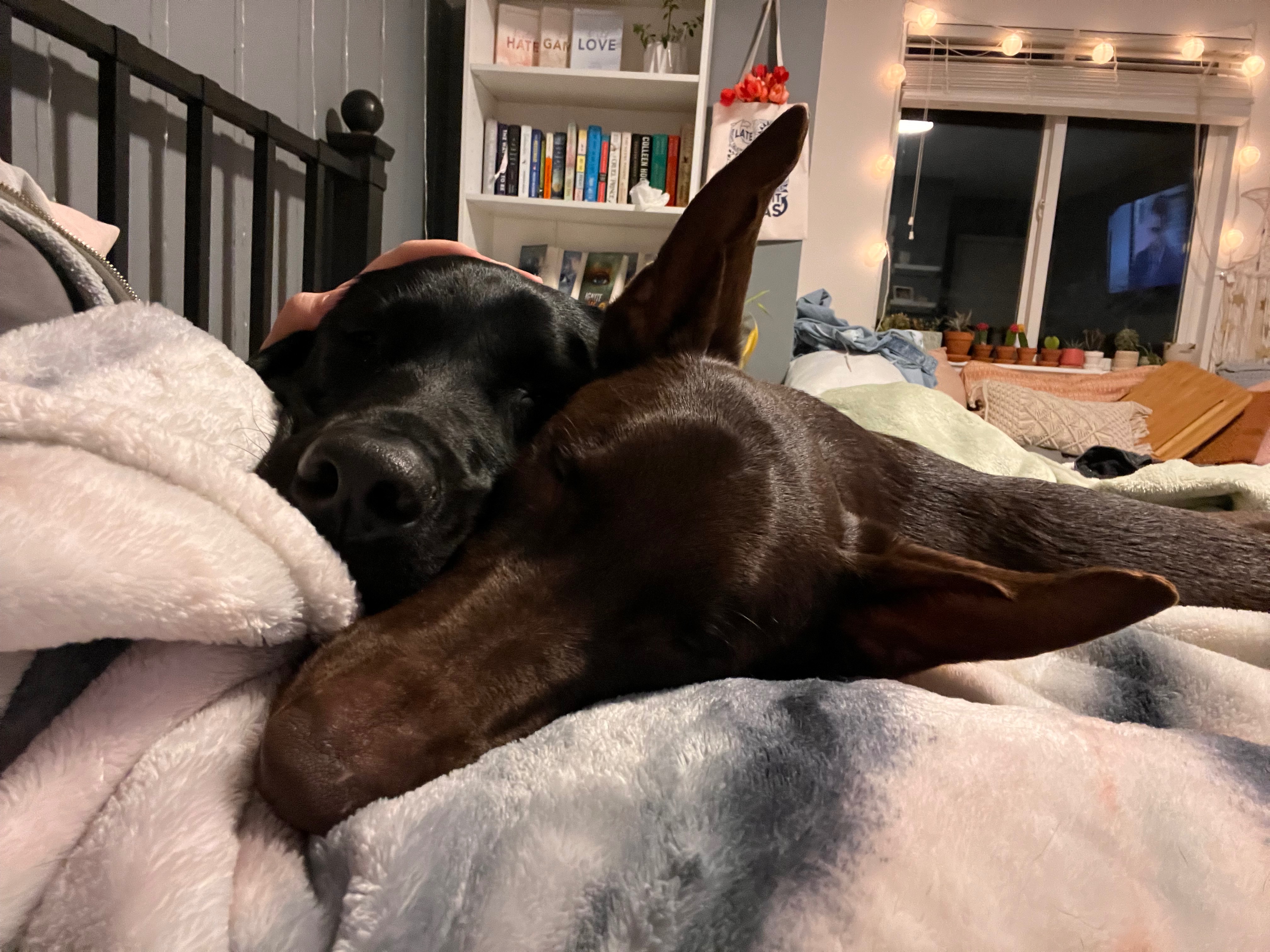 Help Save Solaya - Urgent Surgery Needed campaign photo, 2 of 8