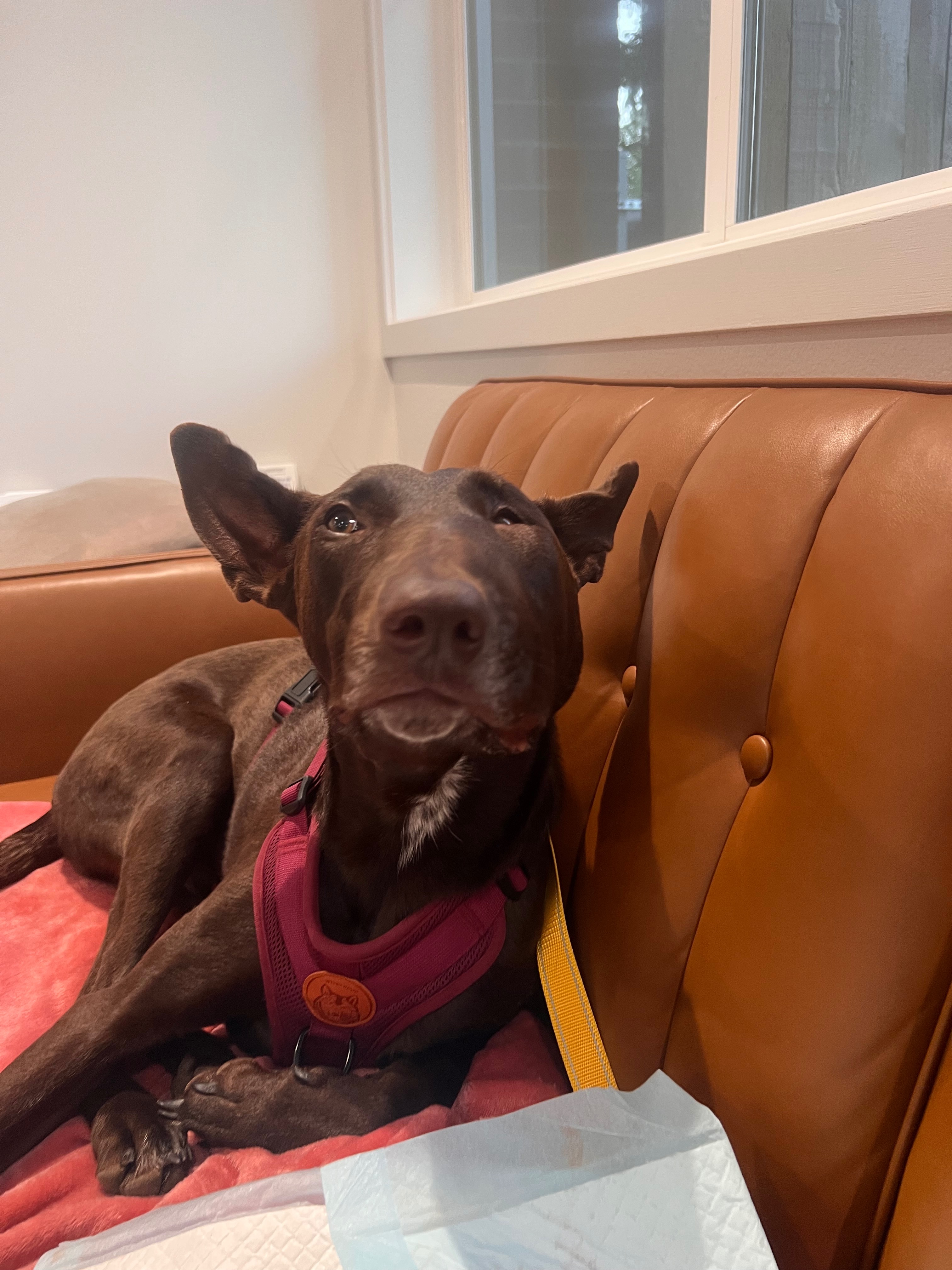 Help Save Solaya - Urgent Surgery Needed campaign photo, 4 of 8