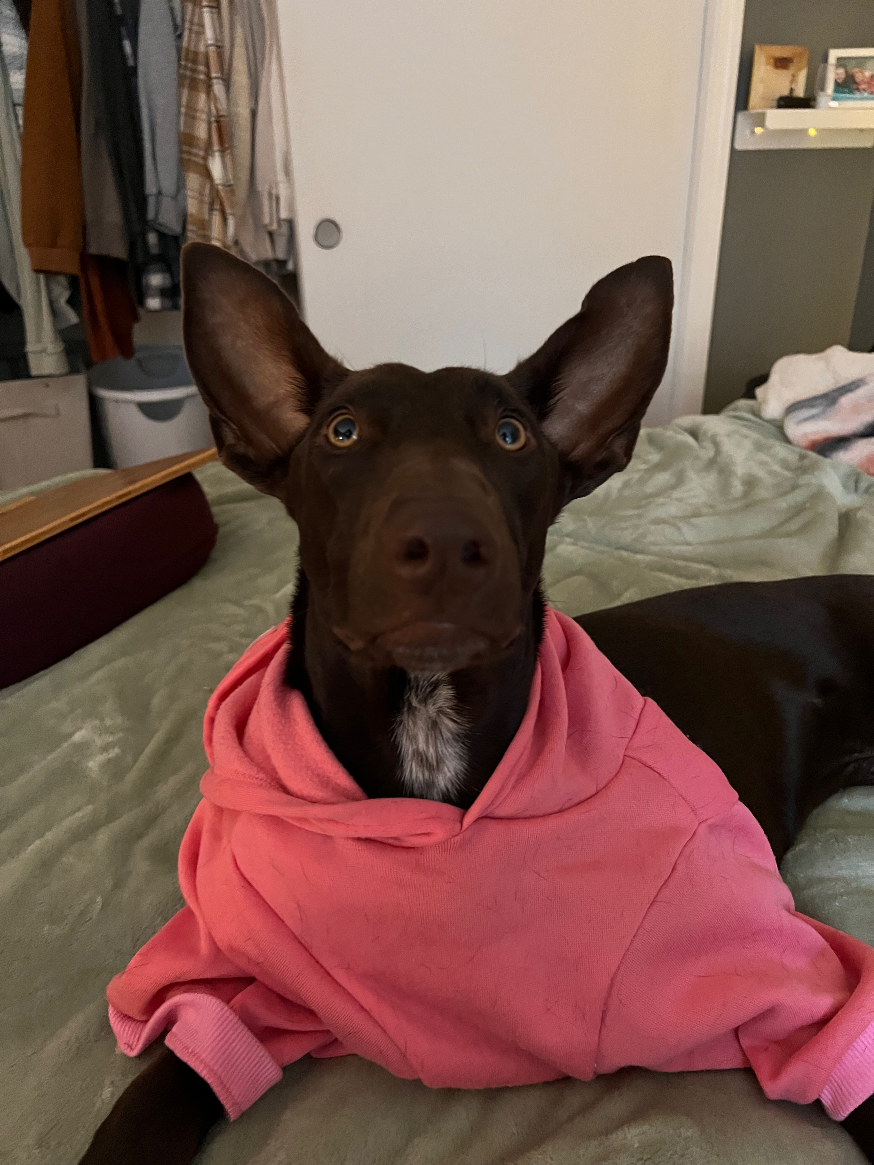 Help Save Solaya - Urgent Surgery Needed campaign photo, 5 of 8