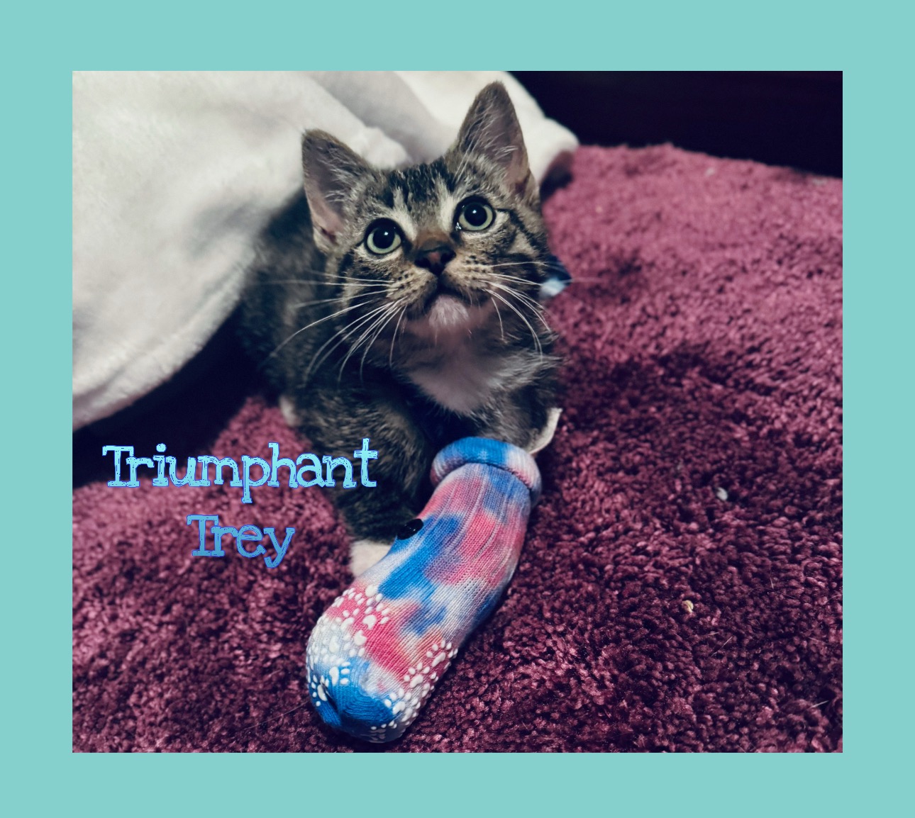 Trey (a rescue kitten) needs your help campaign photo, 7 of 8