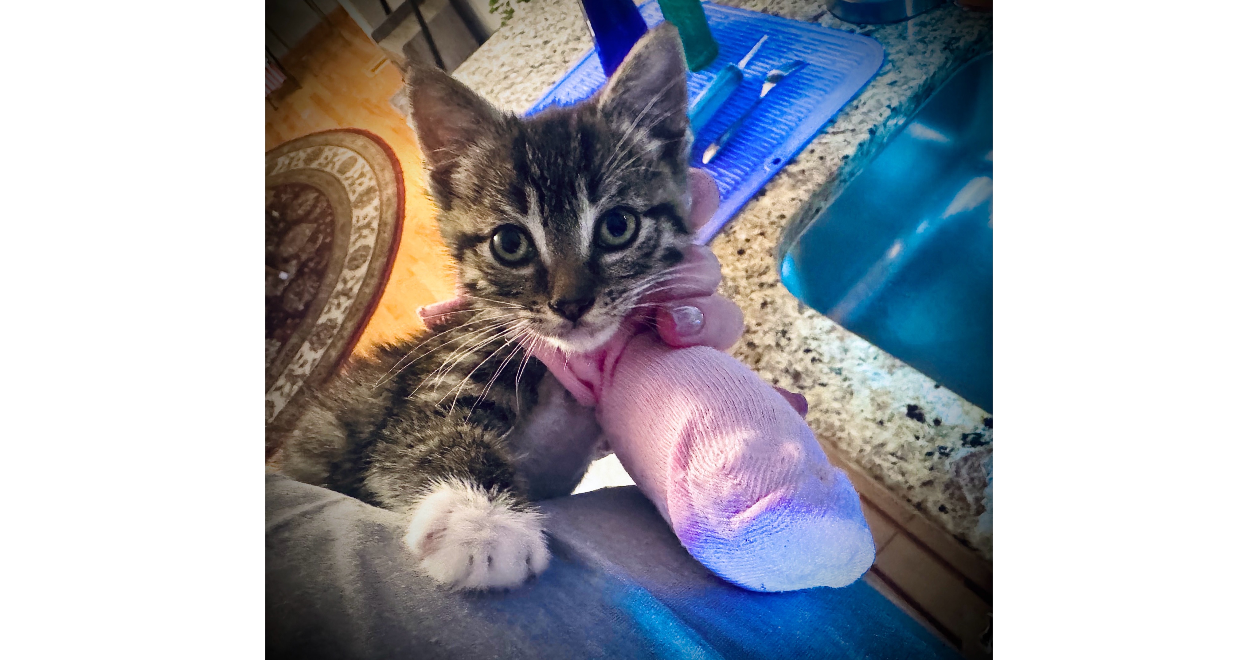 Trey (a rescue kitten) needs your help campaign photo, 4 of 8