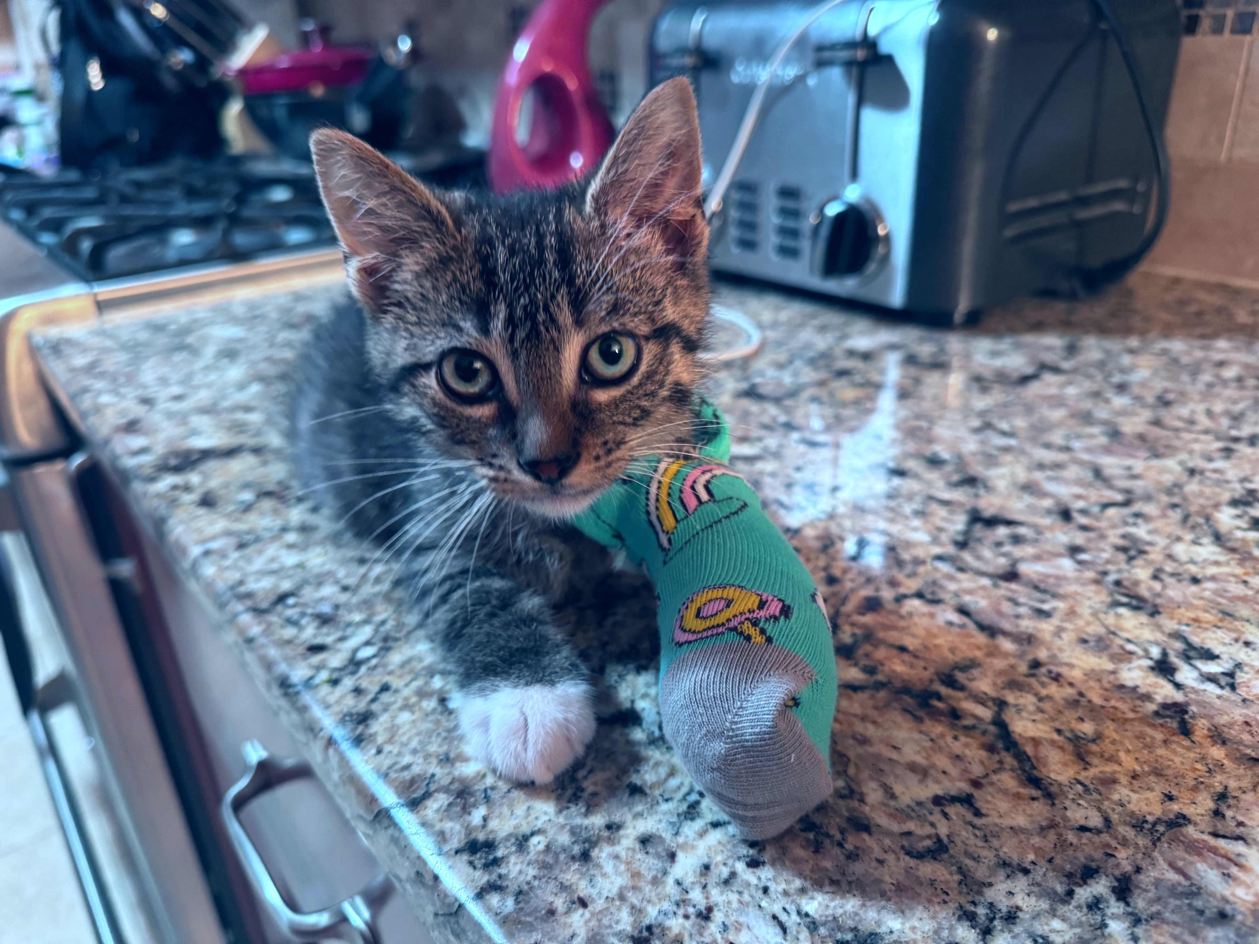 Trey (a rescue kitten) needs your help campaign photo, 5 of 8