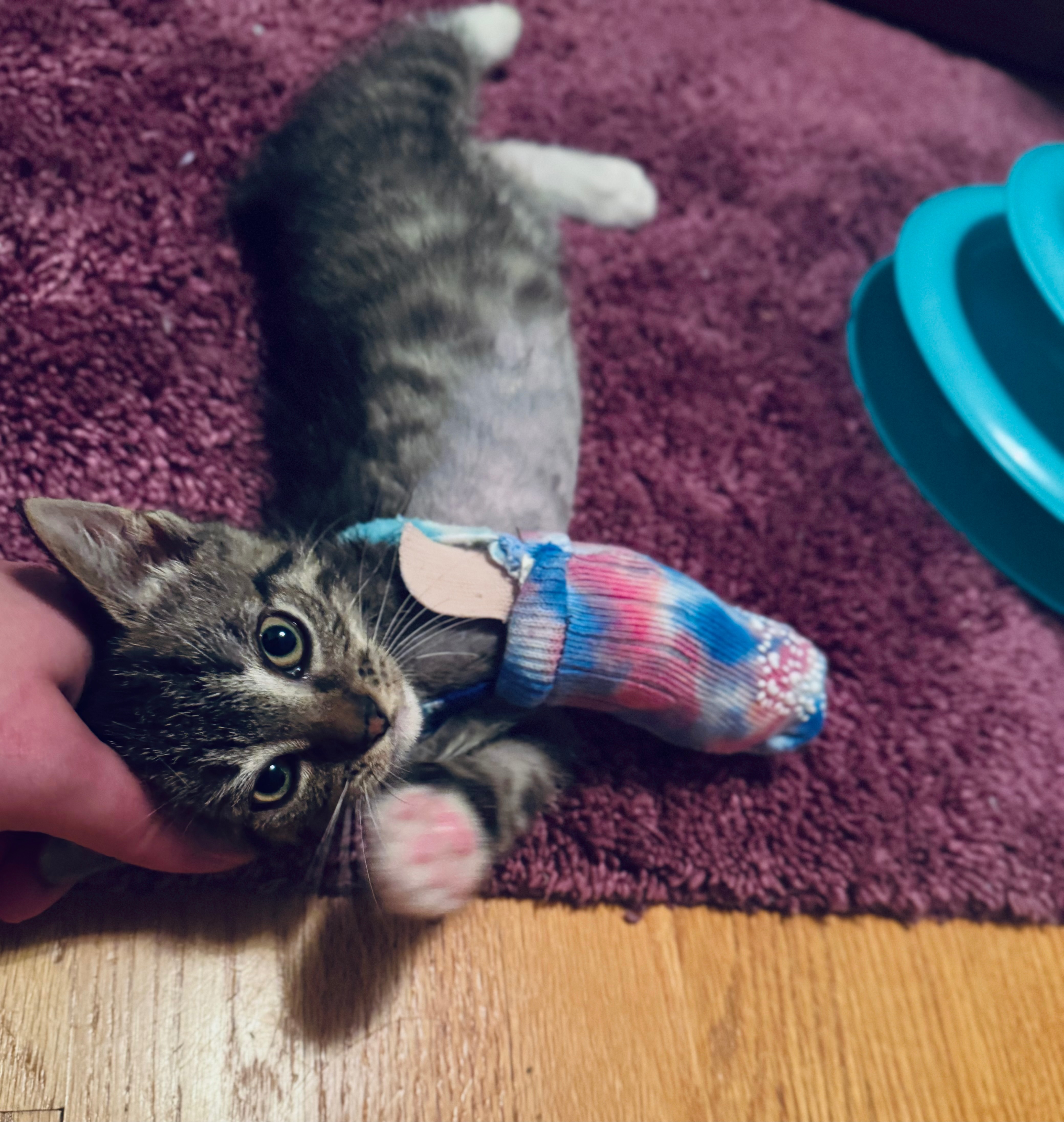 Trey (a rescue kitten) needs your help campaign photo, 6 of 8