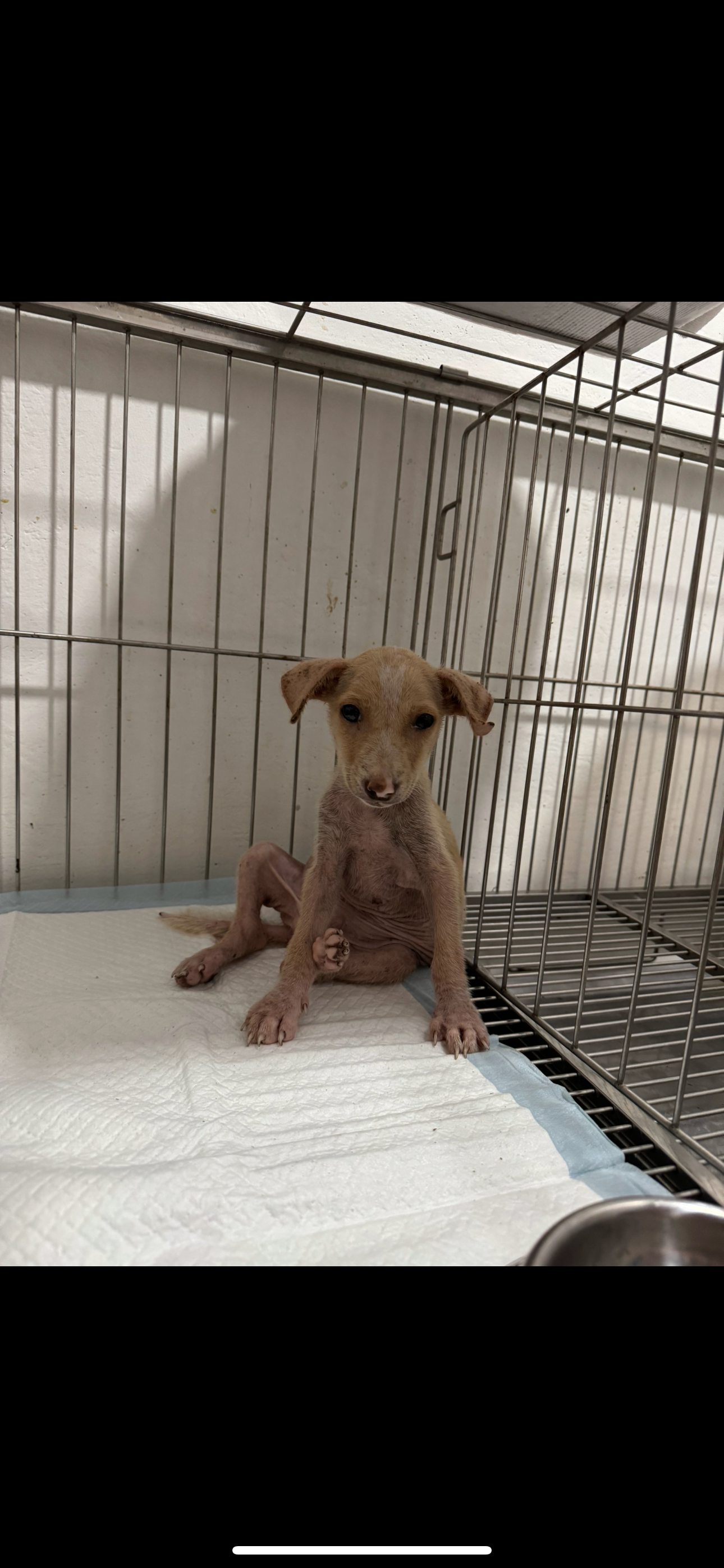 Save Joli: A Beach Pup's Fight for Health campaign photo, 7 of 8