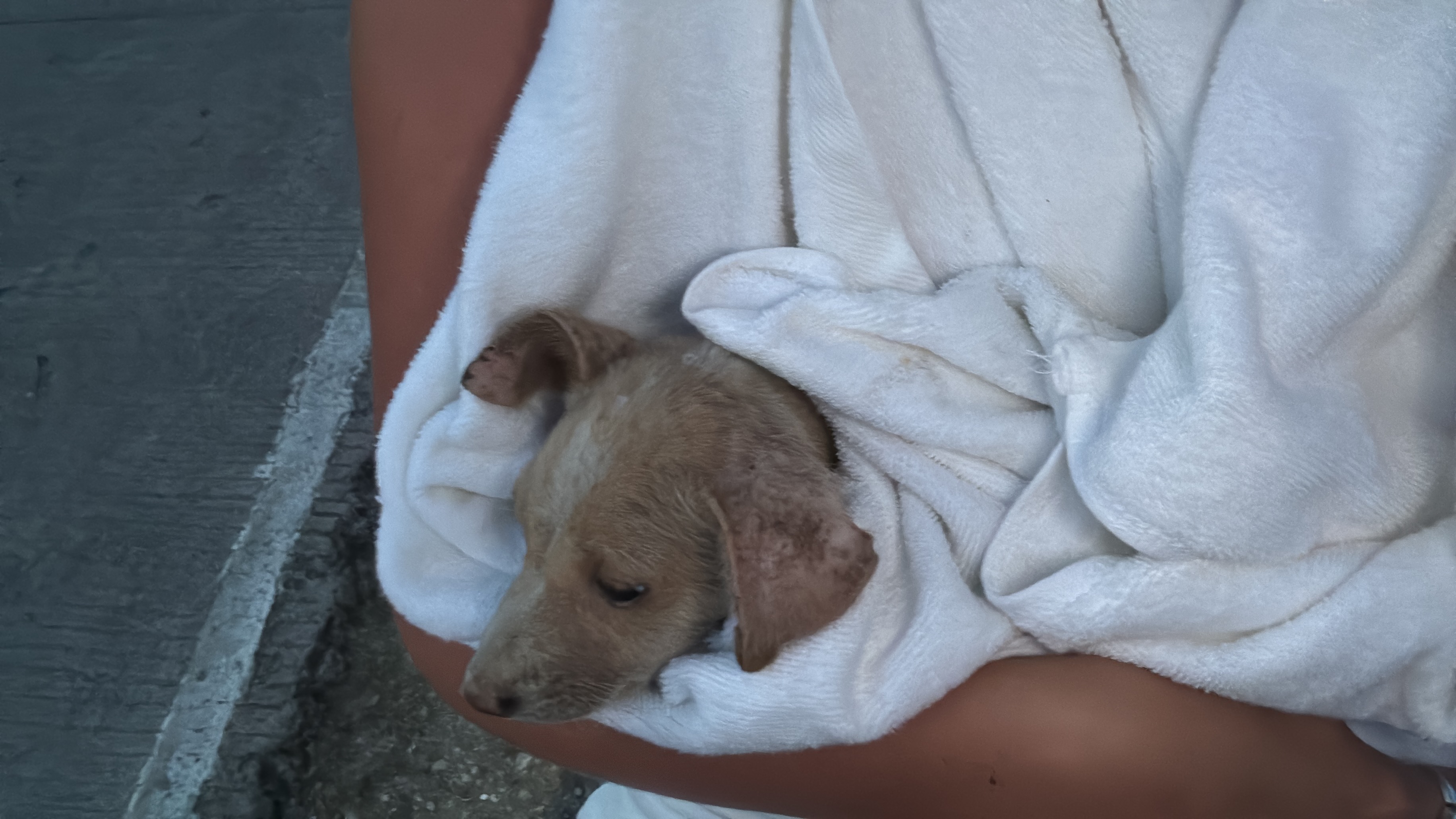 Save Joli: A Beach Pup's Fight for Health campaign photo, 2 of 8