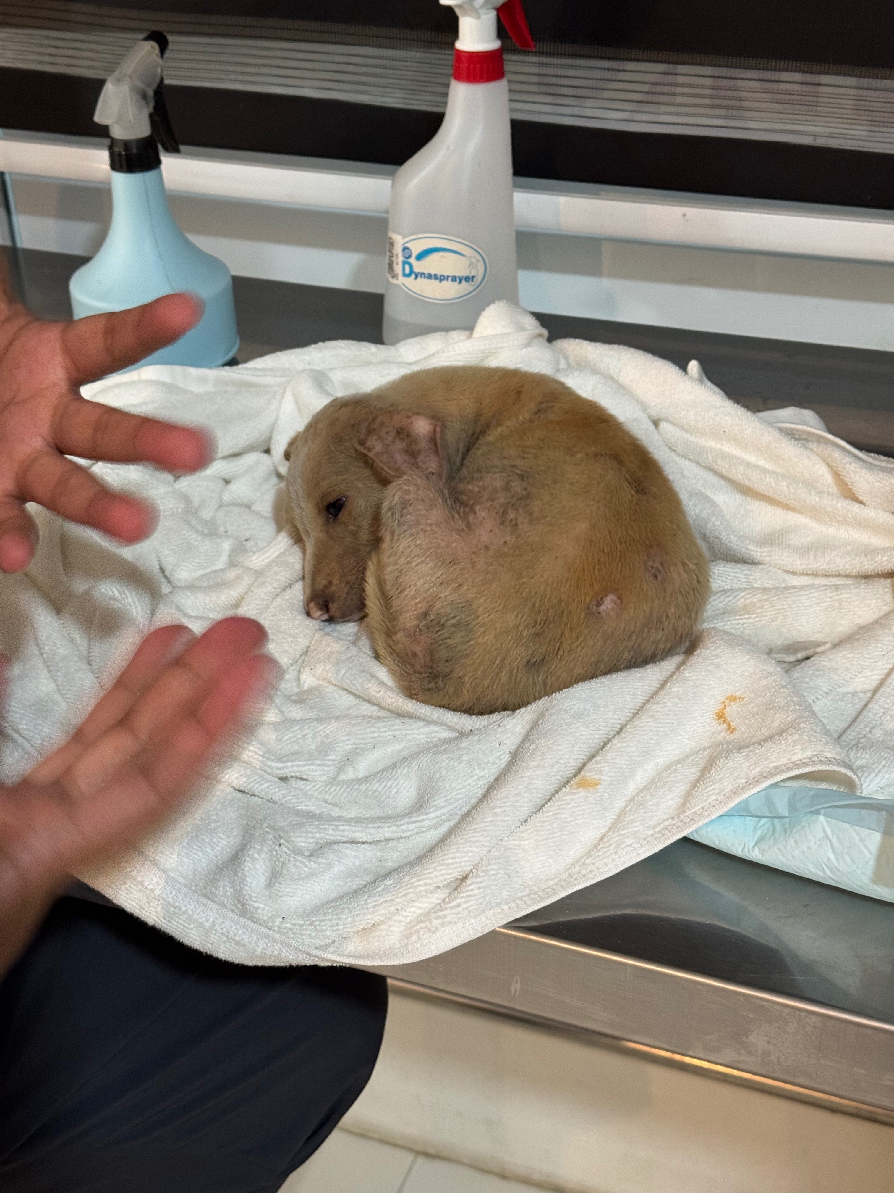Save Joli: A Beach Pup's Fight for Health campaign photo, 4 of 8