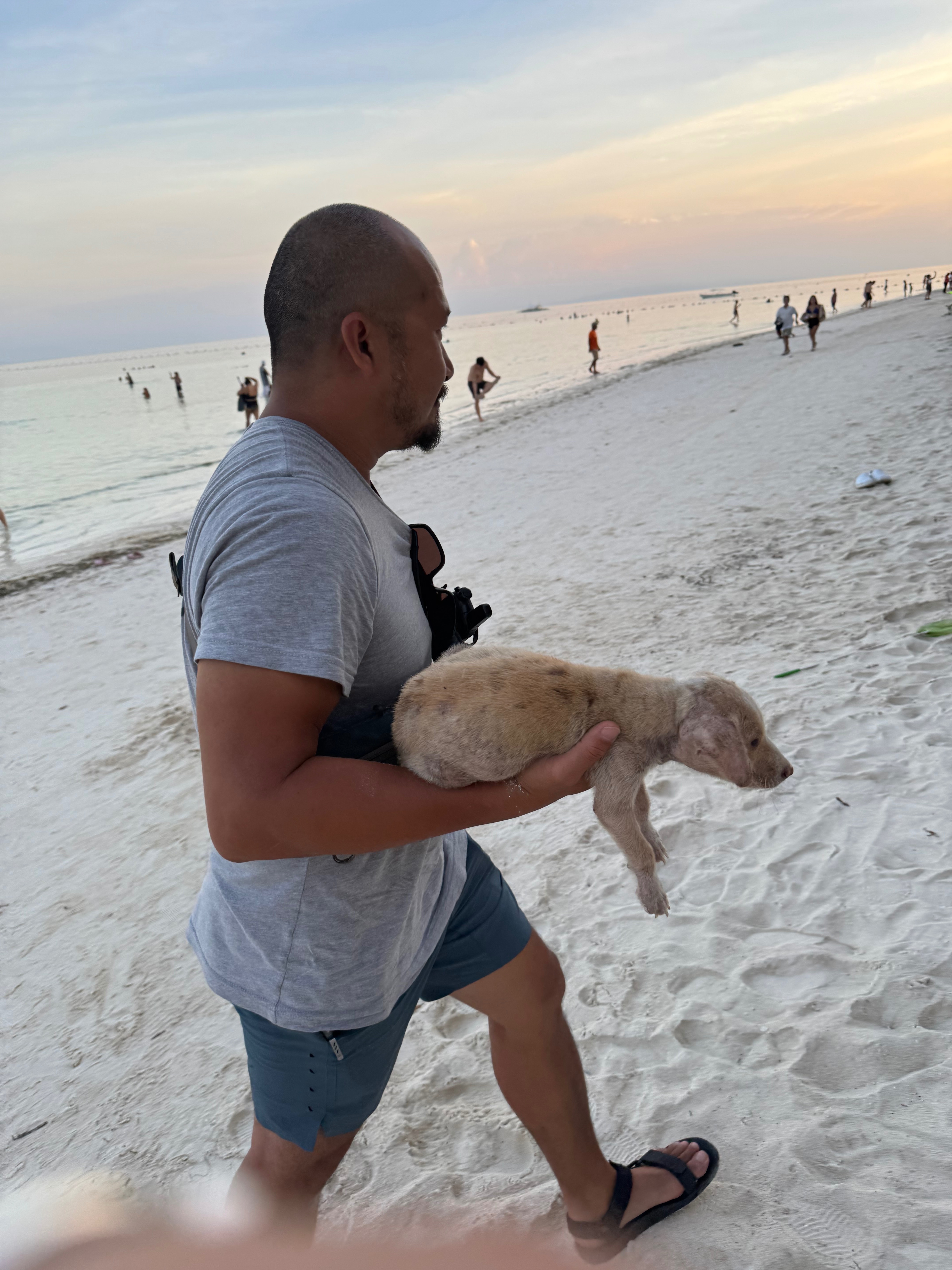 Save Joli: A Beach Pup's Fight for Health campaign photo, 5 of 8