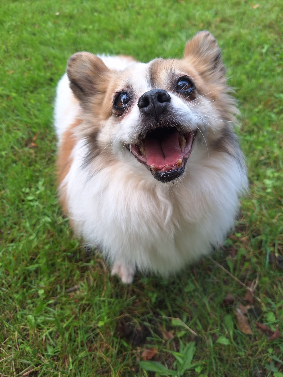 Gnadenhof Villa Bunt-a-Hund campaign photo, 5 of 6
