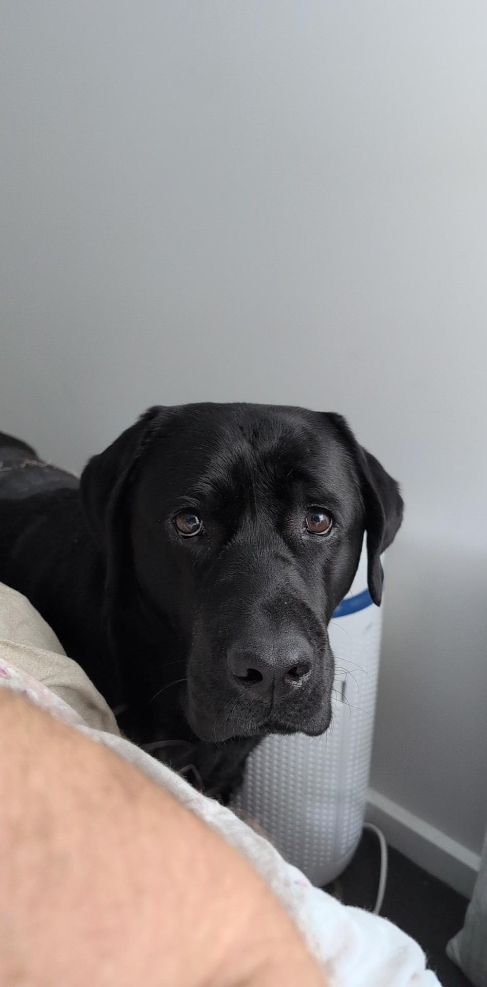 Help Finley recover from a Mast Cell Tumour removal campaign photo, 7 of 8