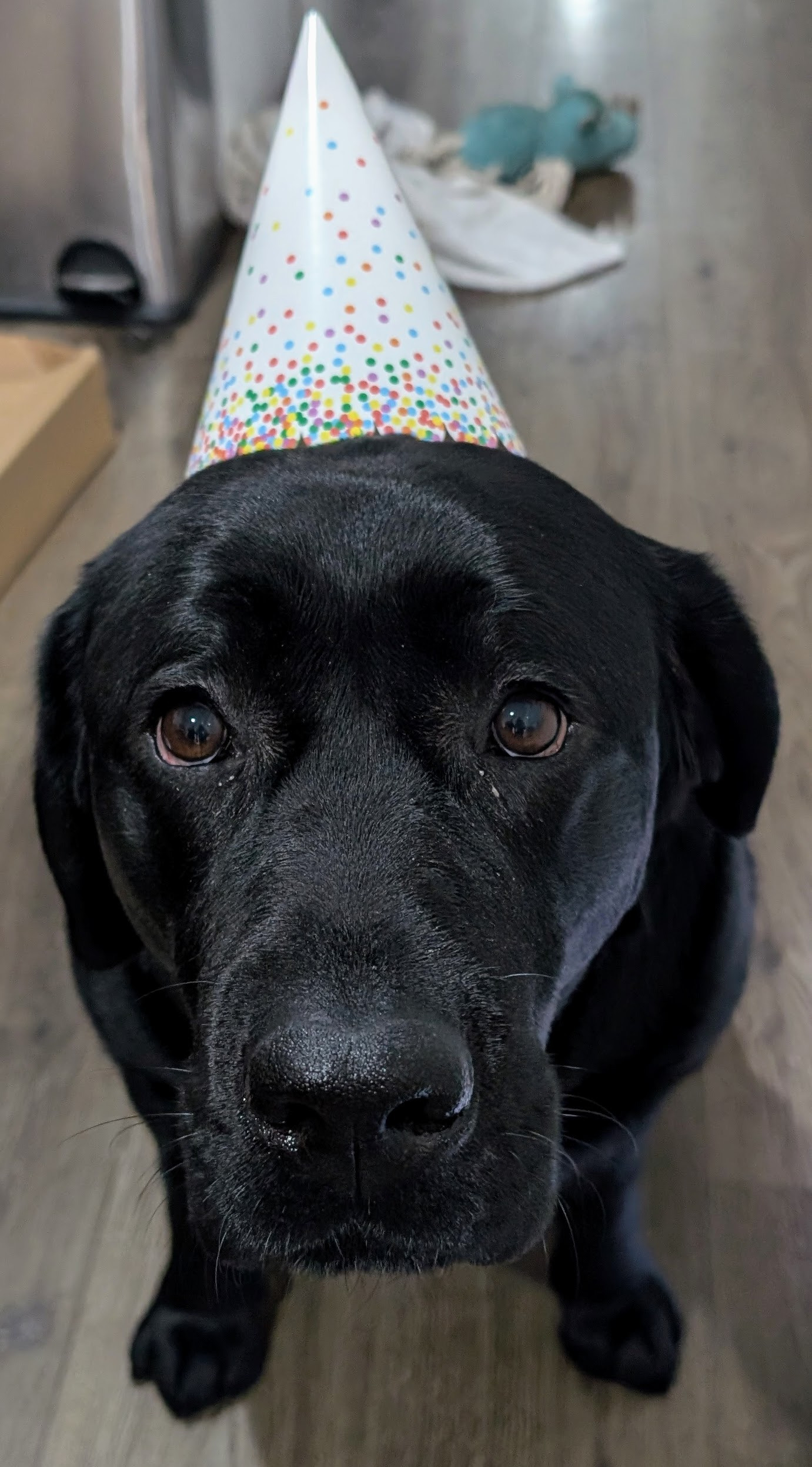 Help Finley recover from a Mast Cell Tumour removal campaign photo, 2 of 8