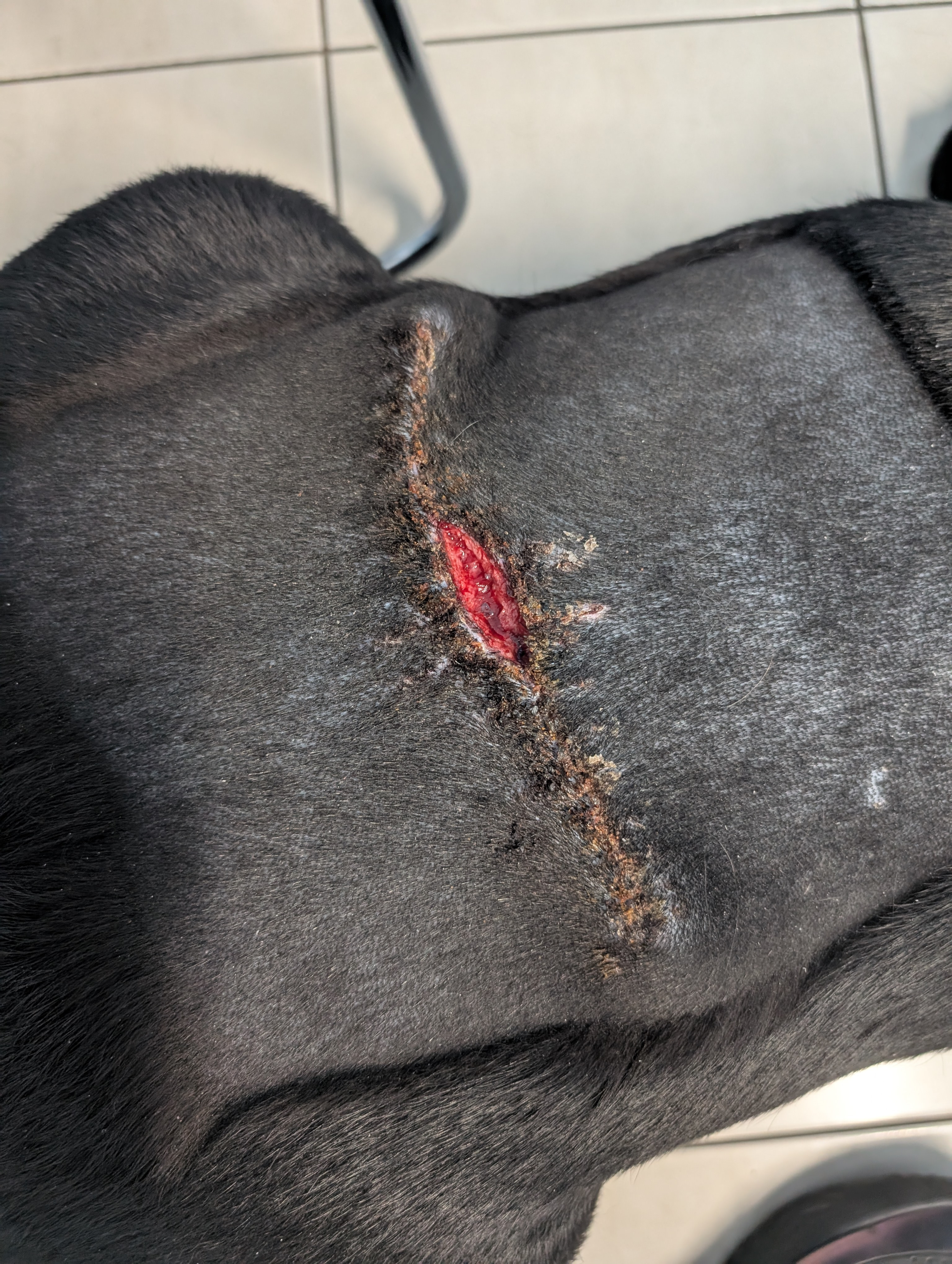 Help Finley recover from a Mast Cell Tumour removal campaign photo, 4 of 8