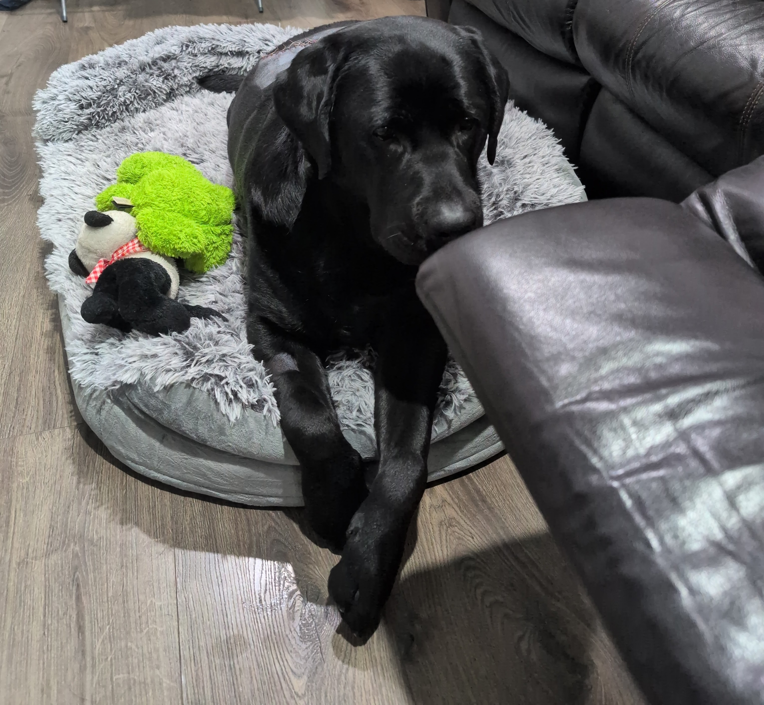 Help Finley recover from a Mast Cell Tumour removal campaign photo, 5 of 8