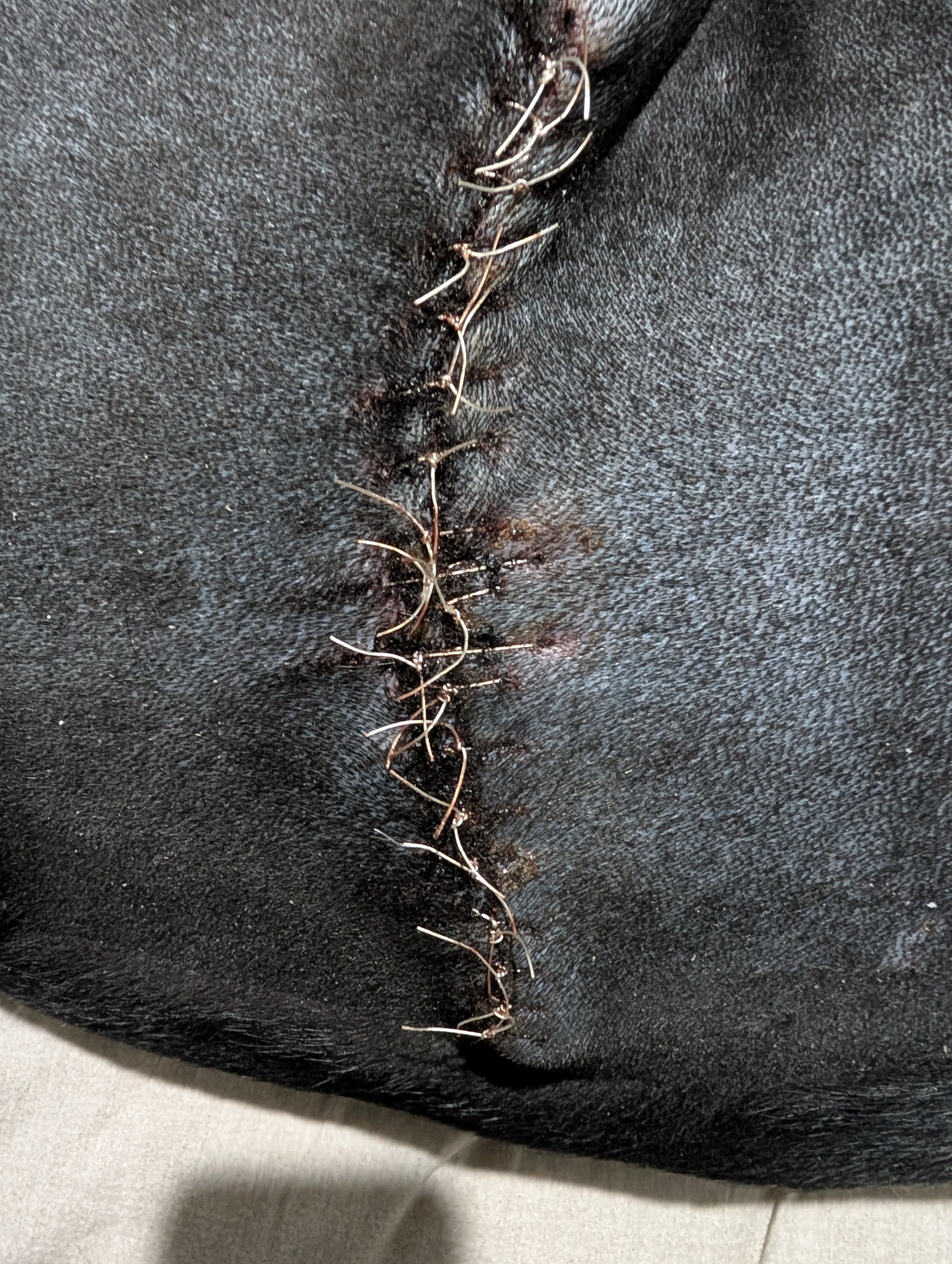 Help Finley recover from a Mast Cell Tumour removal campaign photo, 6 of 8