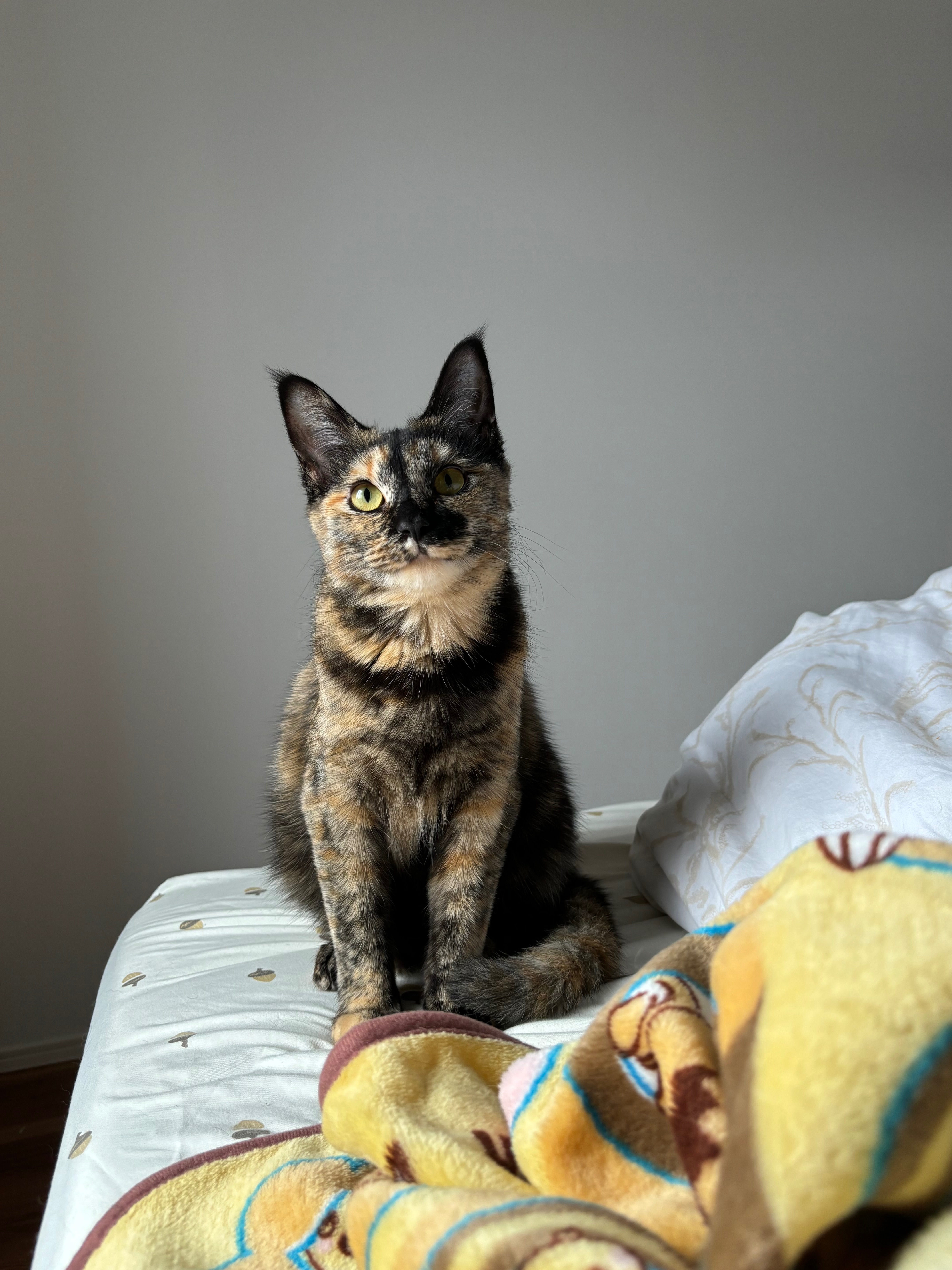 Help us Cover Lunas Emergency Vet Bill campaign photo, 7 of 8
