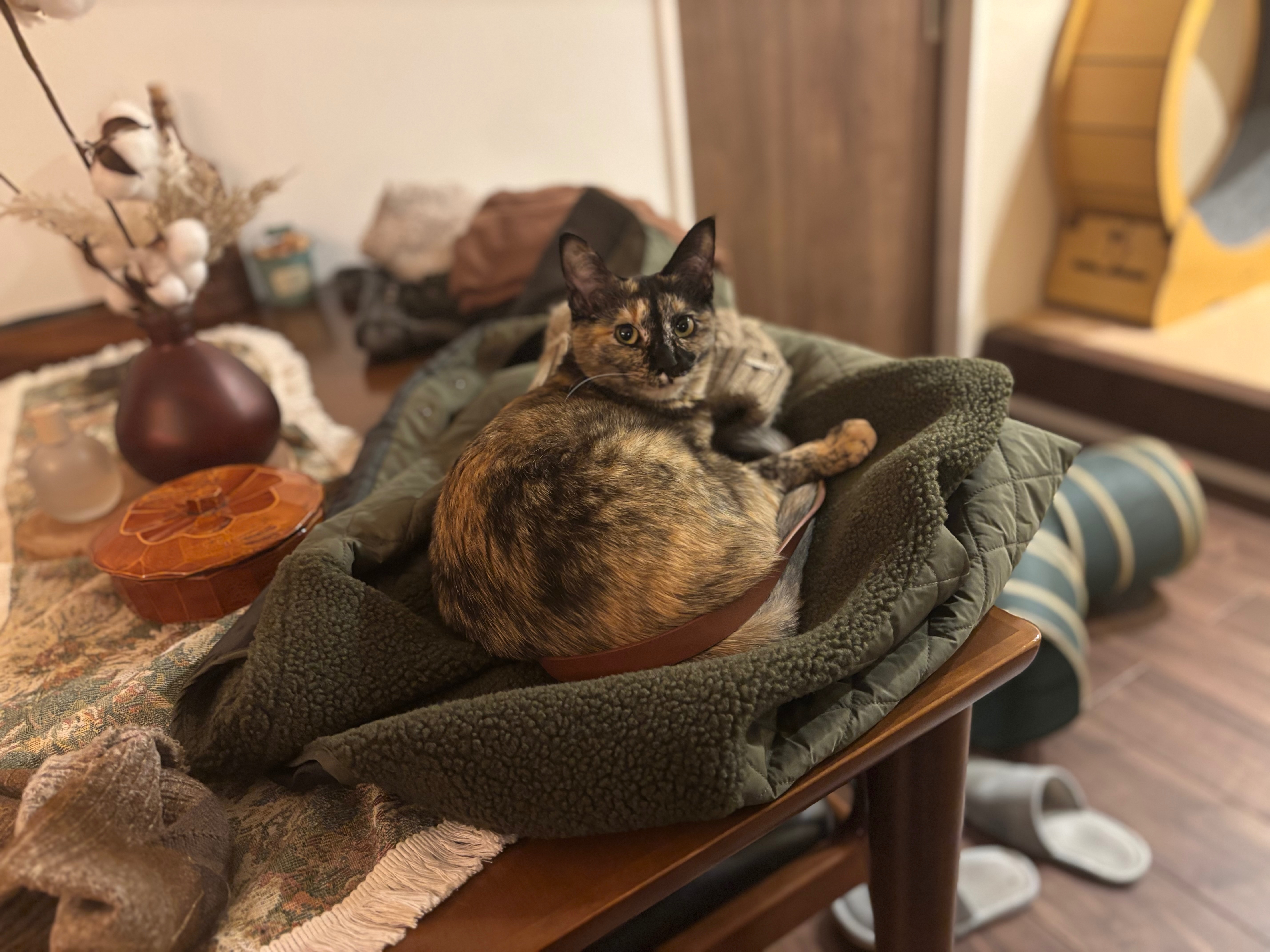 Help us Cover Lunas Emergency Vet Bill campaign photo, 6 of 8