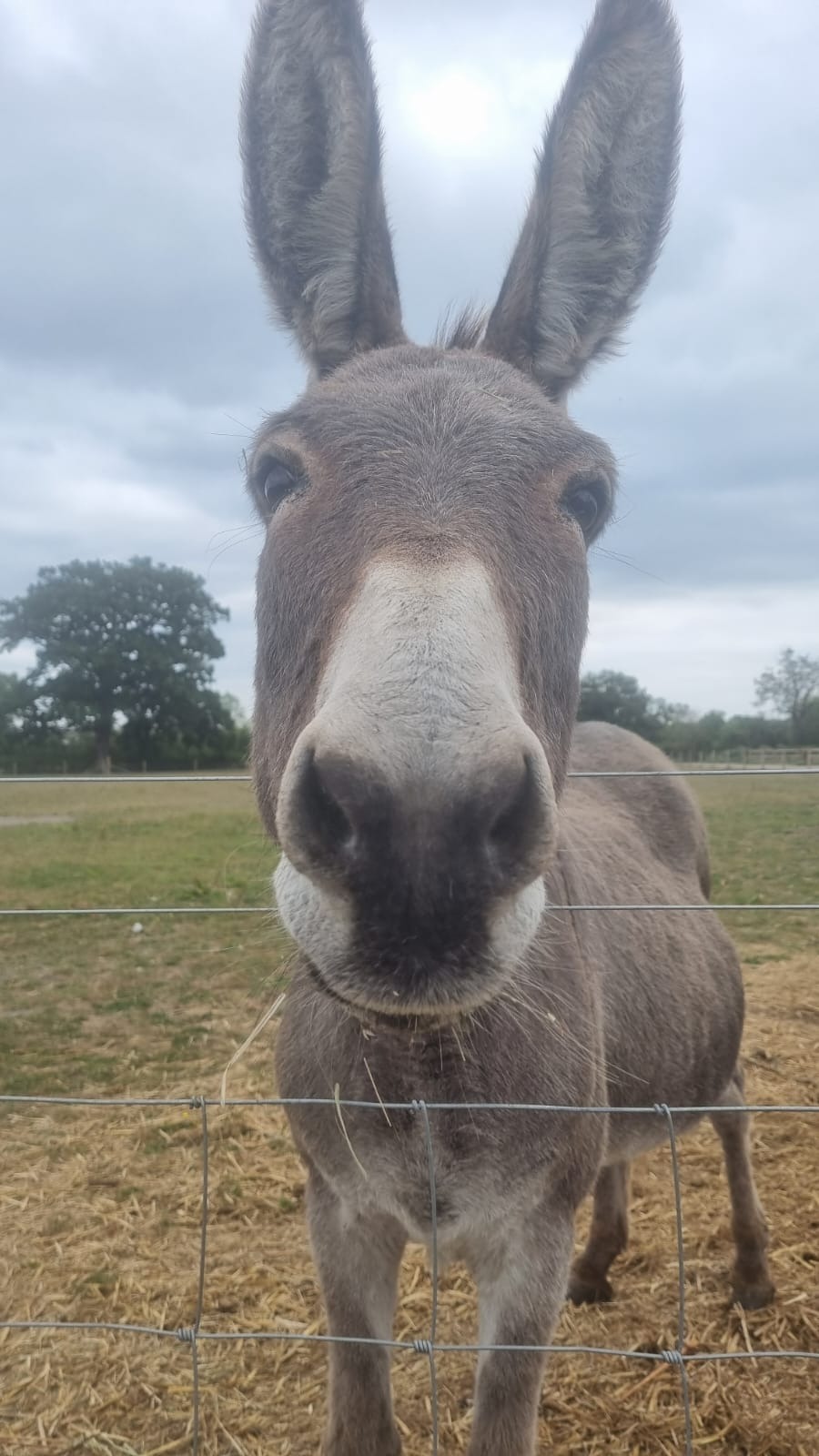 Knowle Donkey Sanctuary Stable Block campaign photo, 2 of 7