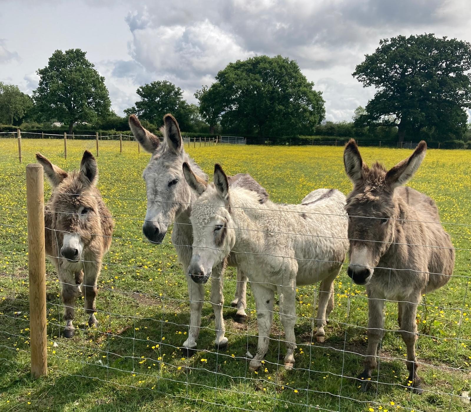 Knowle Donkey Sanctuary Stable Block campaign photo, 4 of 7
