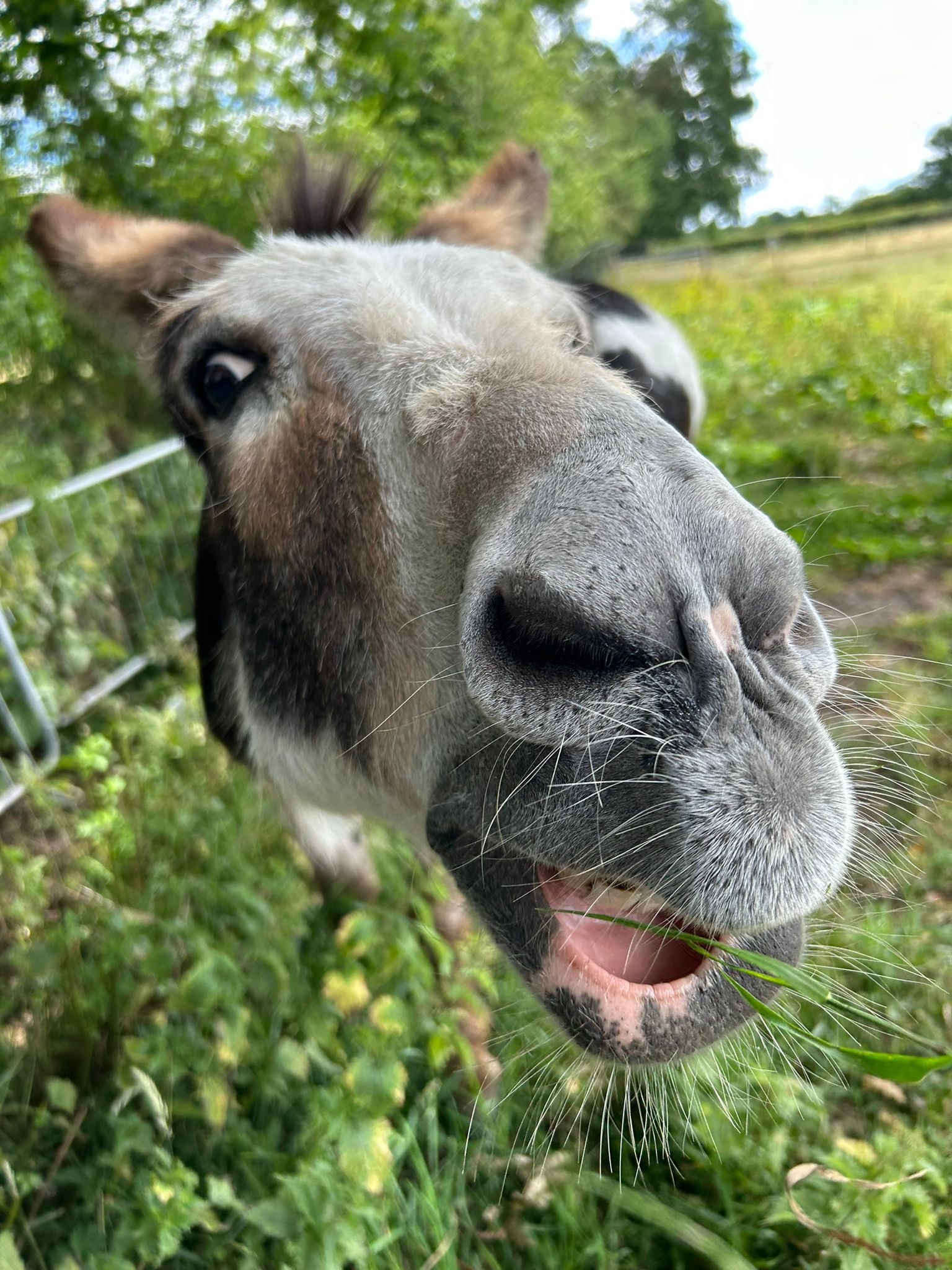 Knowle Donkey Sanctuary Stable Block campaign photo, 5 of 7