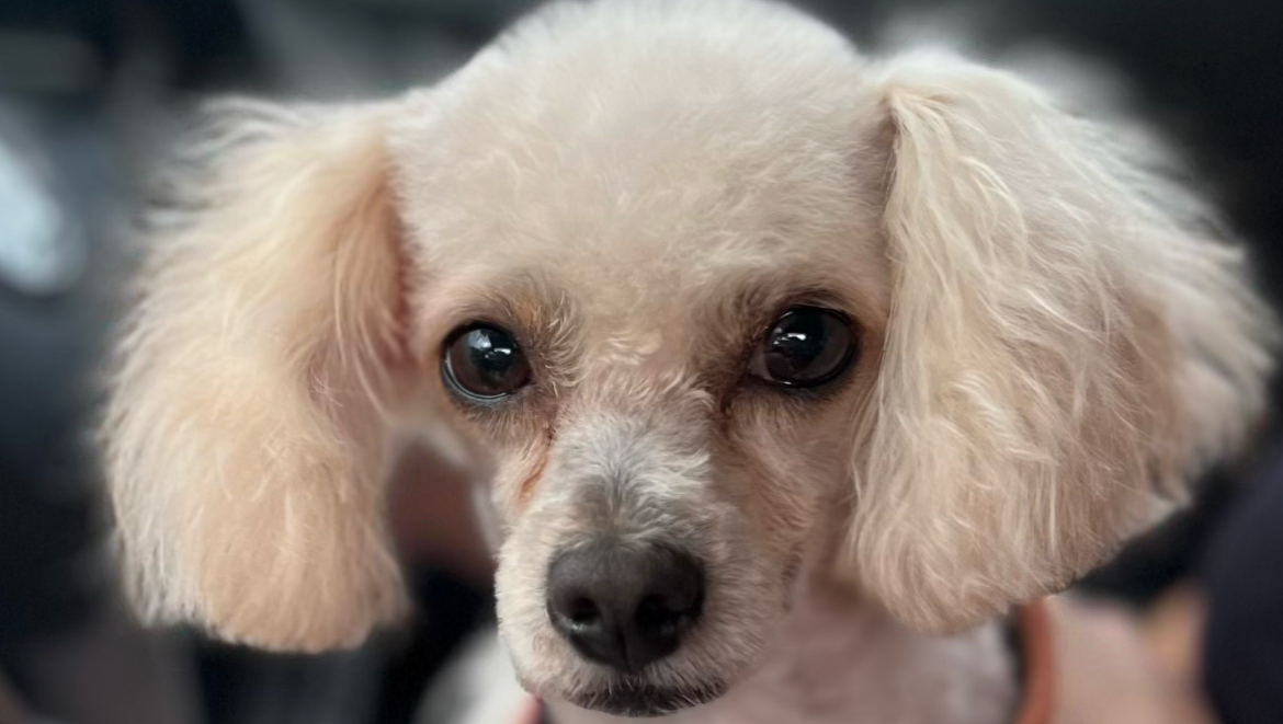 Help Us Save Our Beloved Dog photo