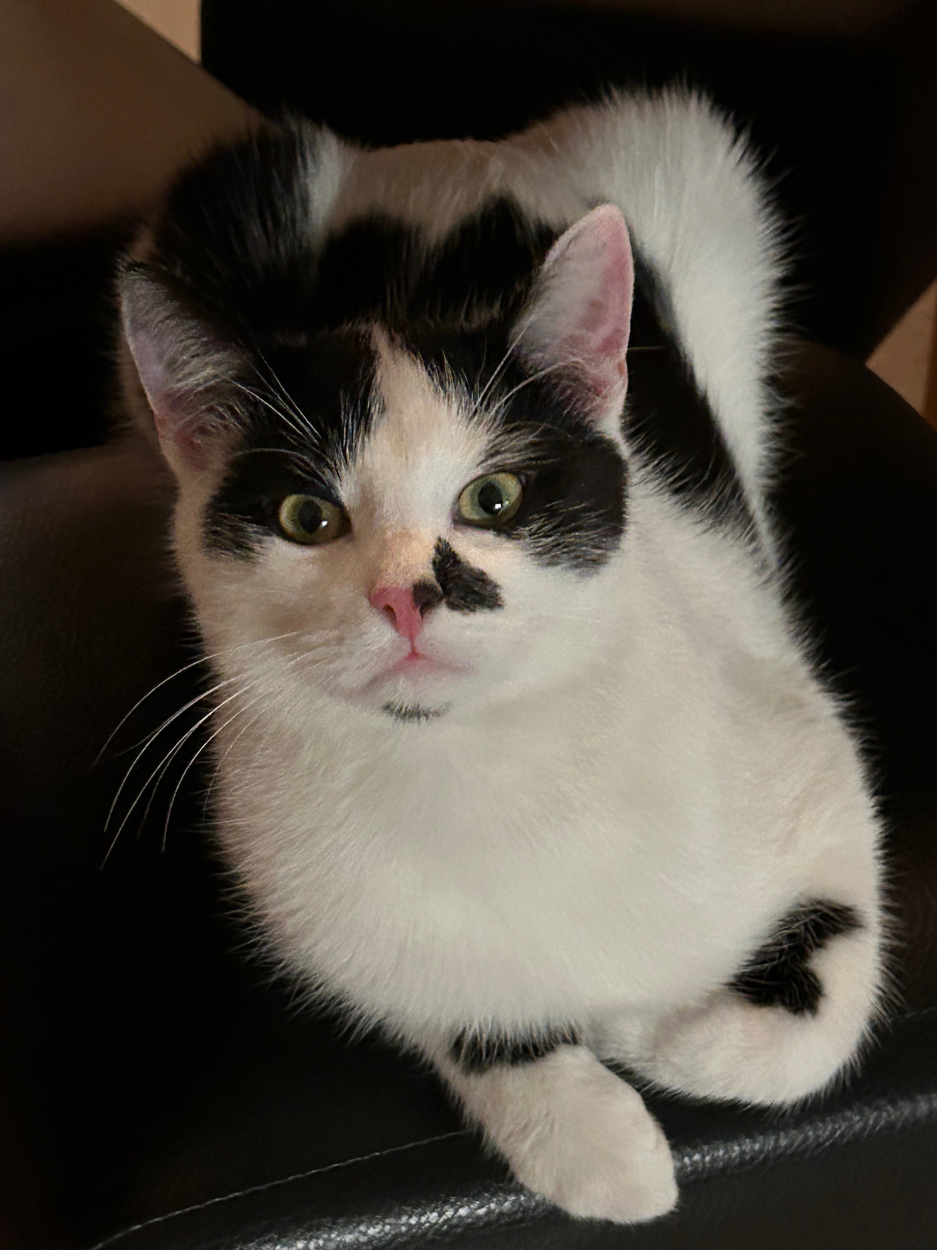 Dumbledore (Dumbi) campaign photo, 5 of 6