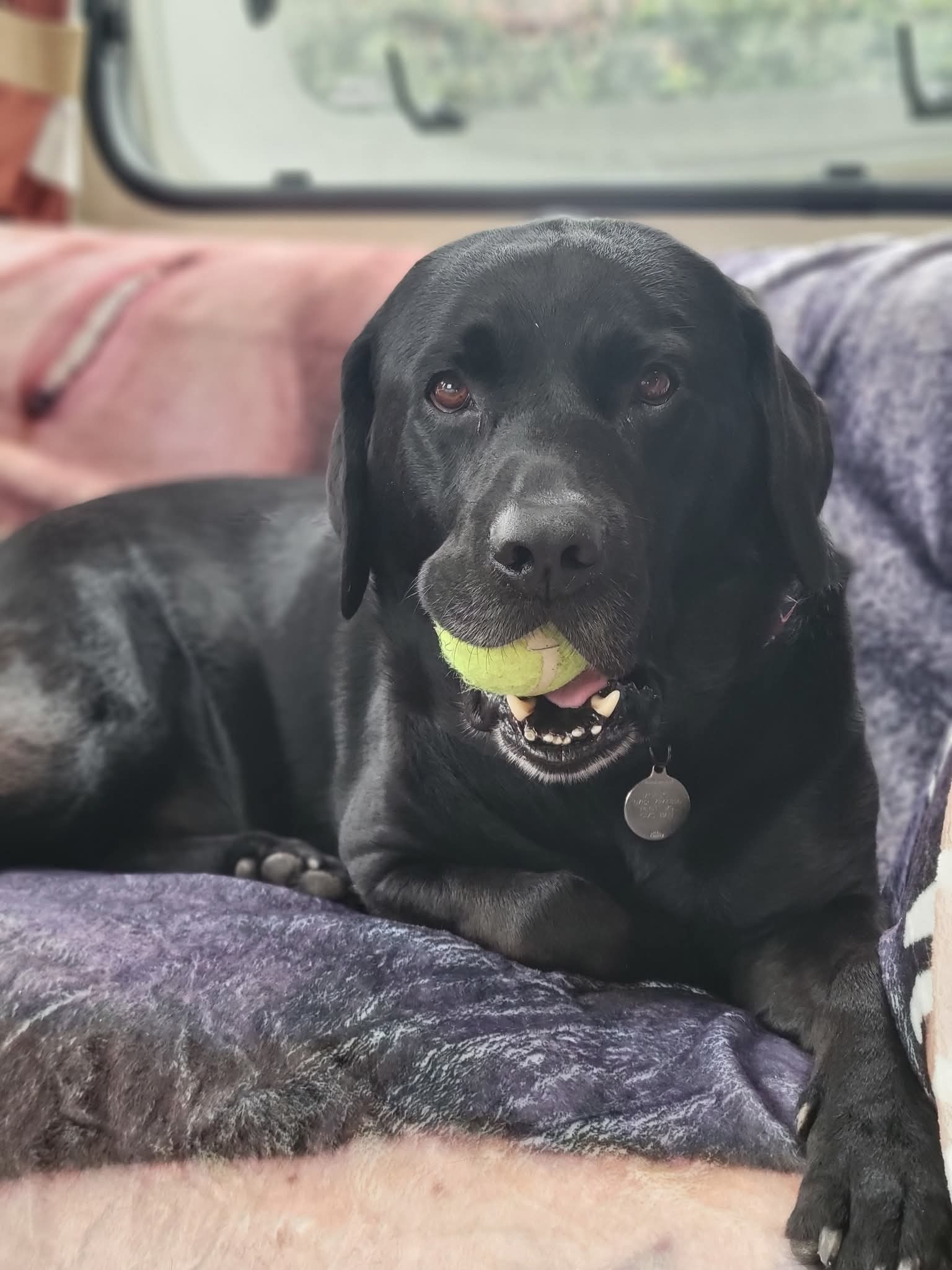 SAVE OUR HANDSOME LABRADOR HENRY, FROM CANCER campaign photo, 2 of 6