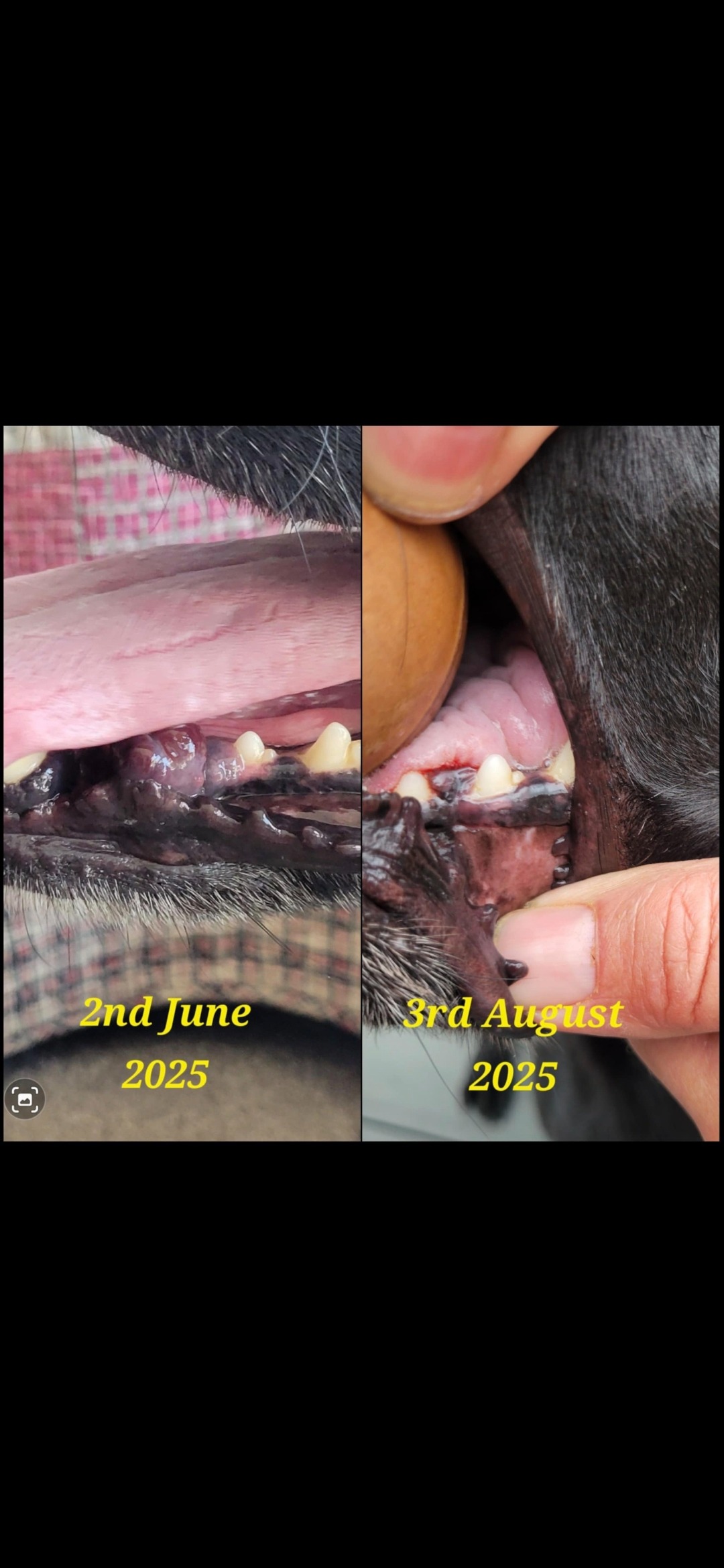 SAVE OUR HANDSOME LABRADOR HENRY, FROM CANCER campaign photo, 6 of 6