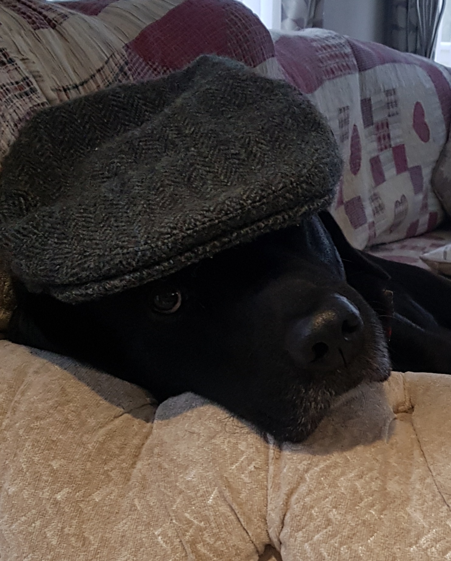 SAVE OUR HANDSOME LABRADOR HENRY, FROM CANCER campaign photo, 4 of 6
