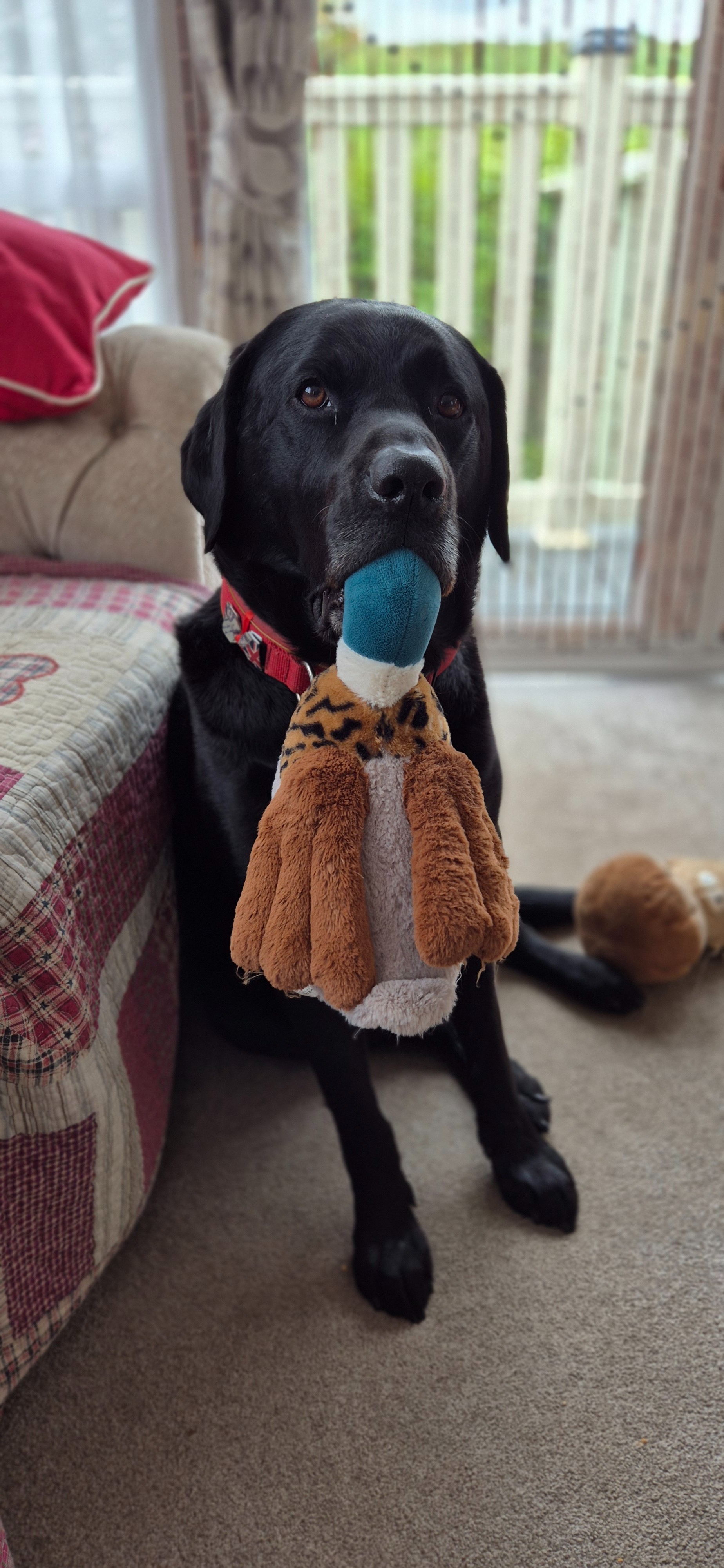 SAVE OUR HANDSOME LABRADOR HENRY, FROM CANCER campaign photo, 5 of 6