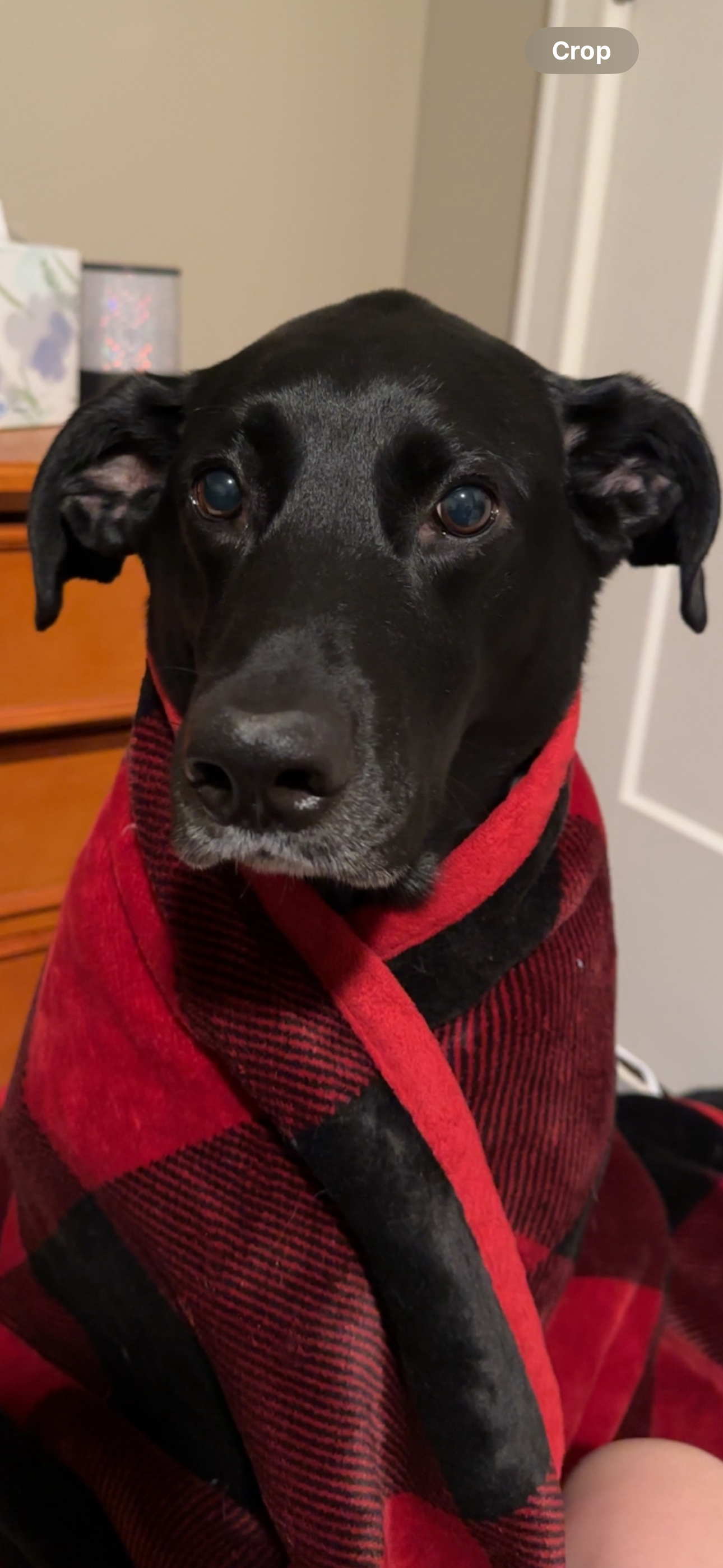 Our Baby Thor campaign photo, 5 of 8