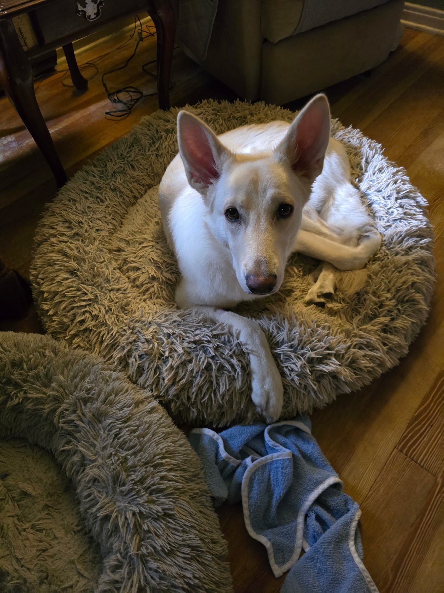 Luna's Hip Surgery: A Chance for a Pain-Free Life campaign photo, 7 of 8