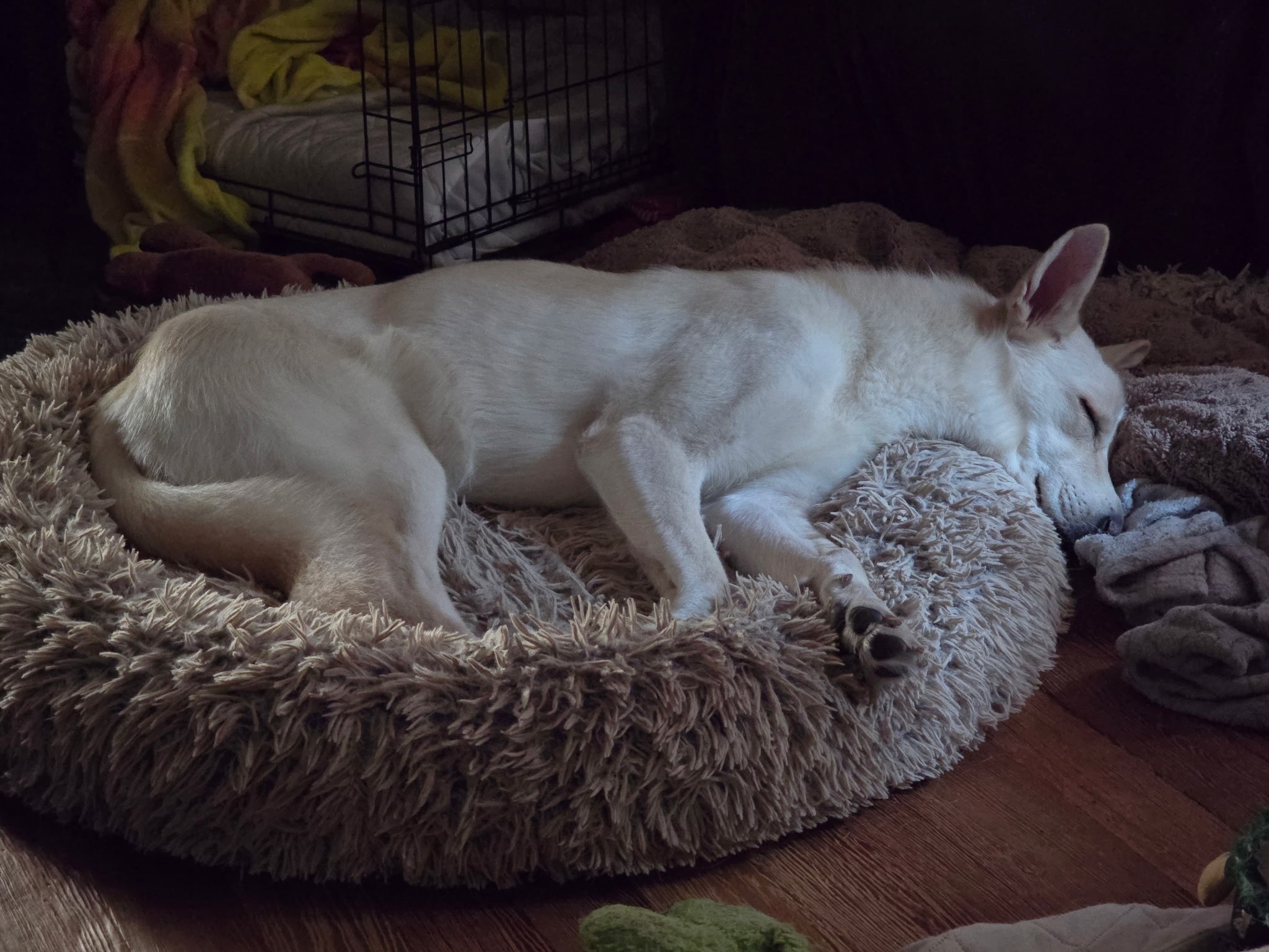 Luna's Hip Surgery: A Chance for a Pain-Free Life campaign photo, 2 of 8
